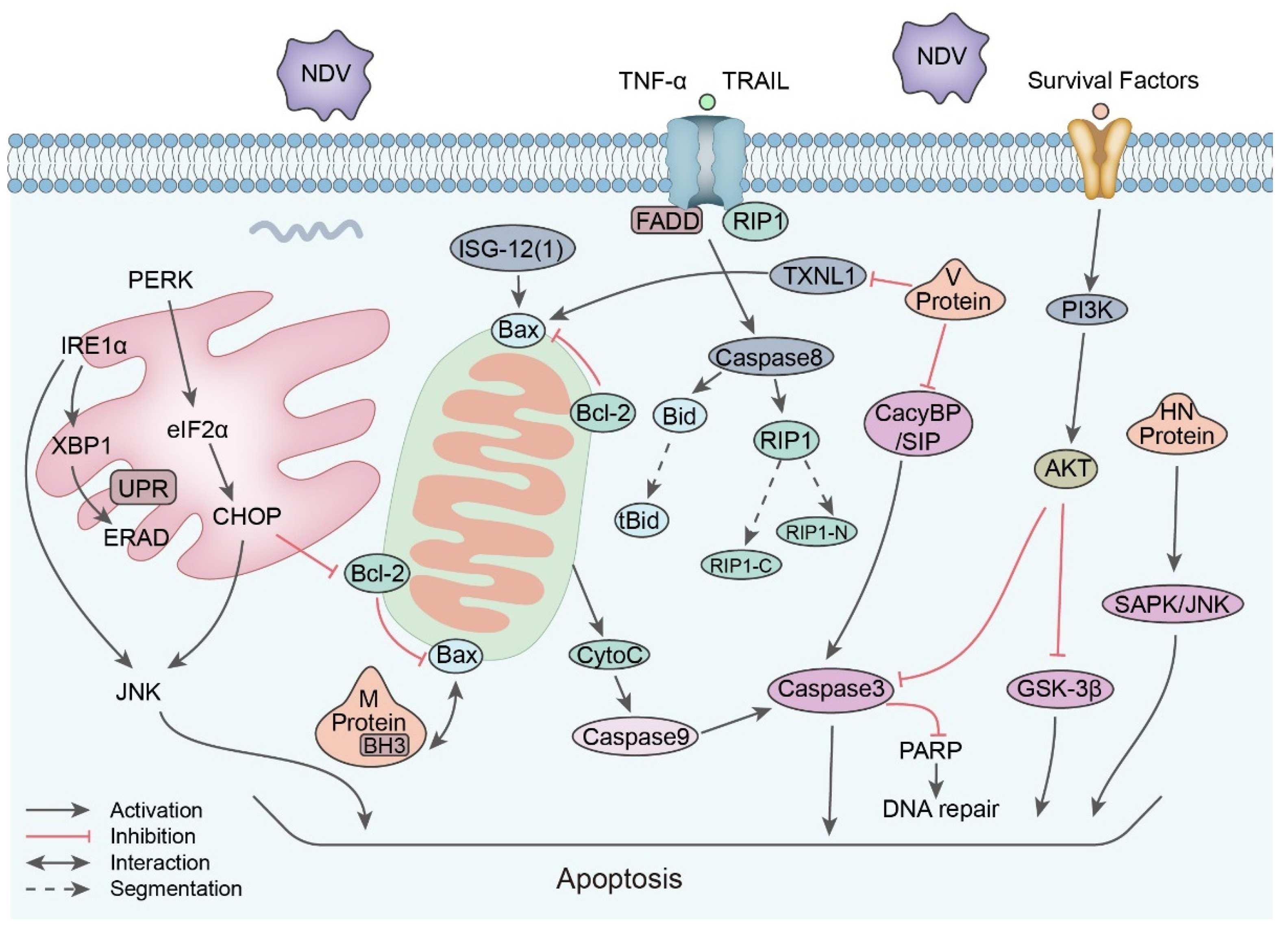 Viruses 15 00864 g003