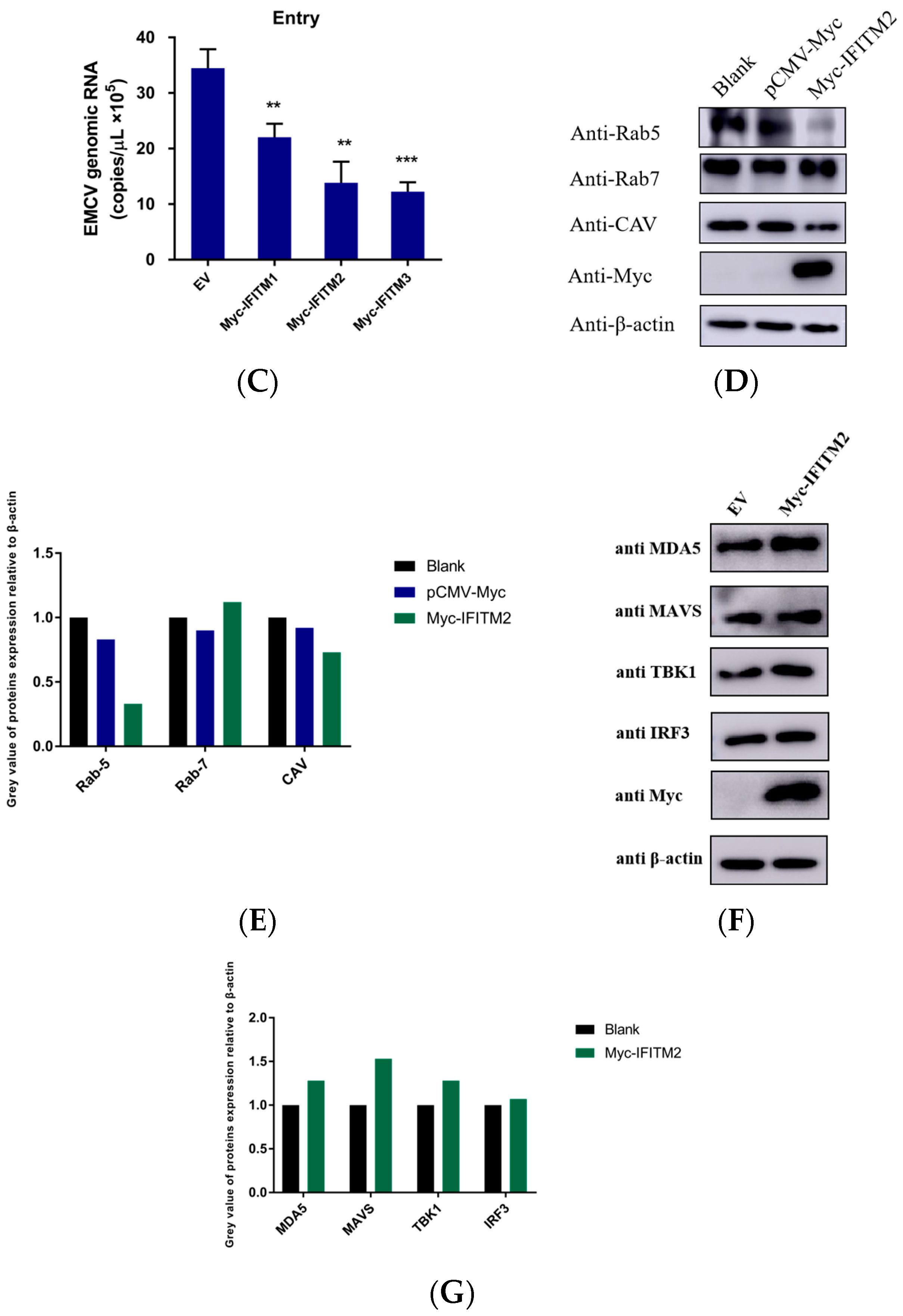 Viruses 15 00866 g005b