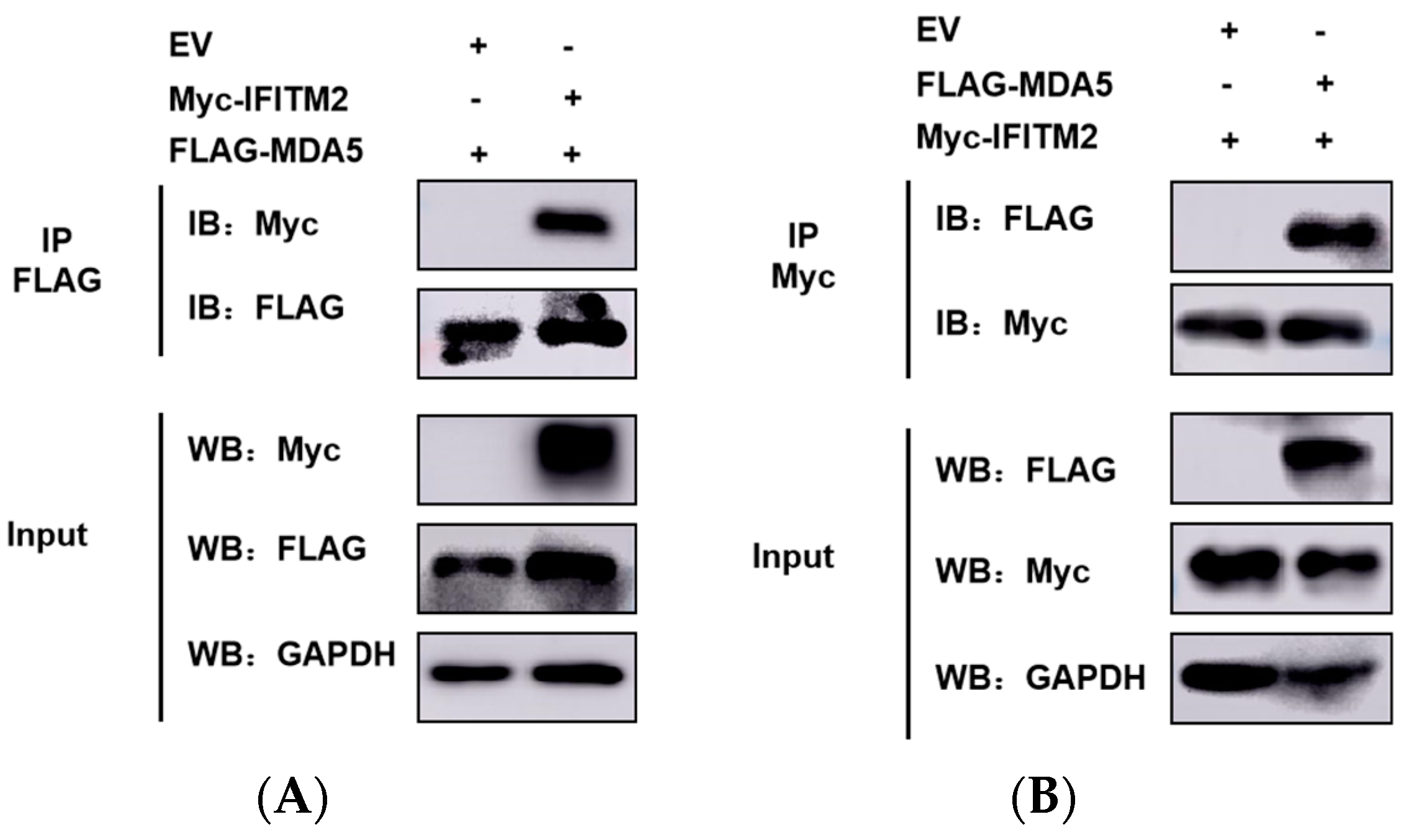 Viruses 15 00866 g007