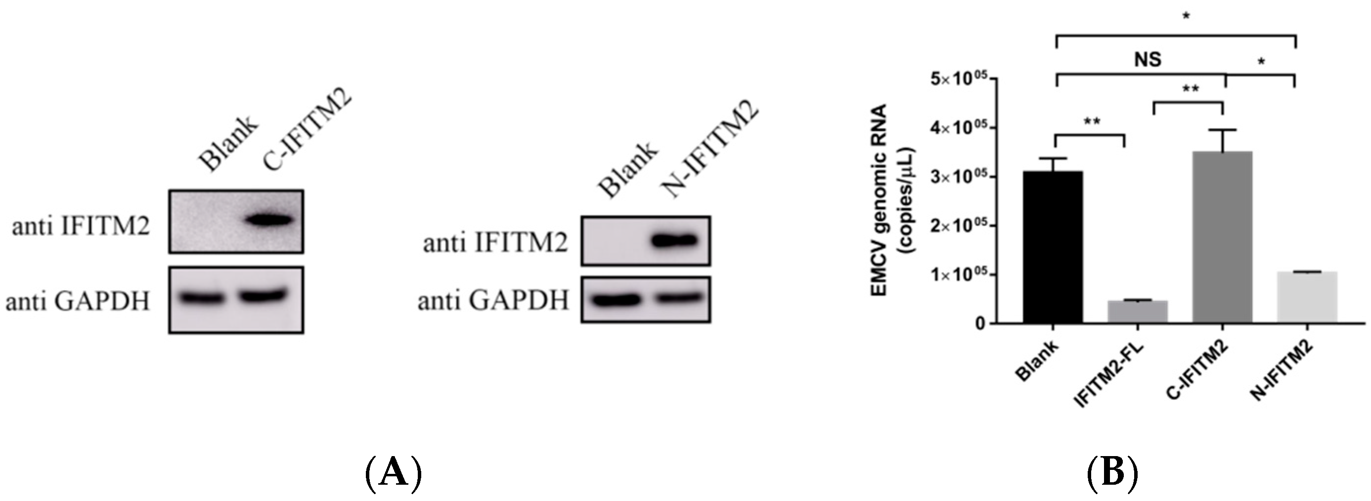 Viruses 15 00866 g009a
