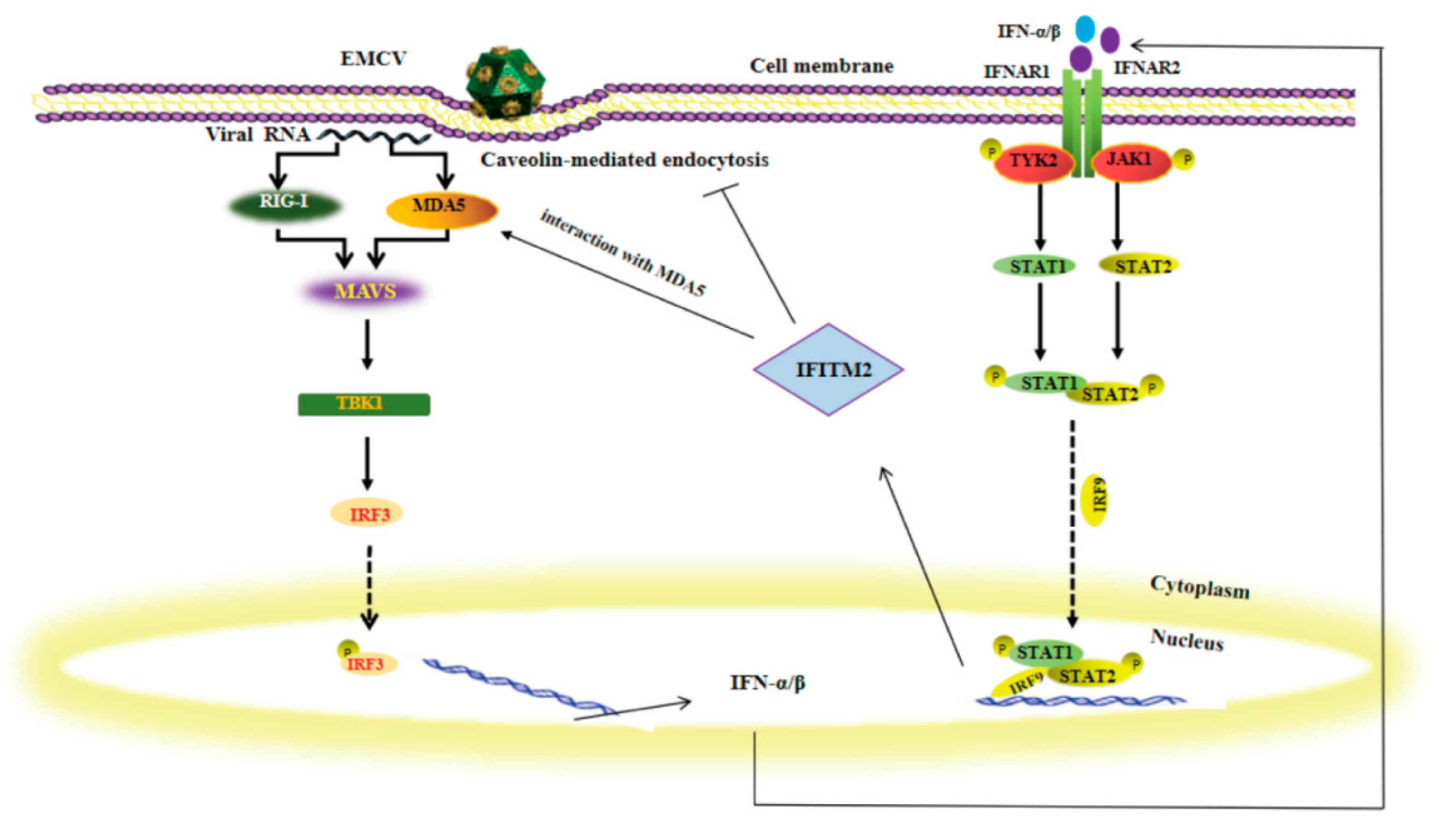 Viruses 15 00866 g010
