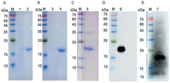 A Novel Linear B-Cell Epitope on the P54 Protein of African Swine Fever ...