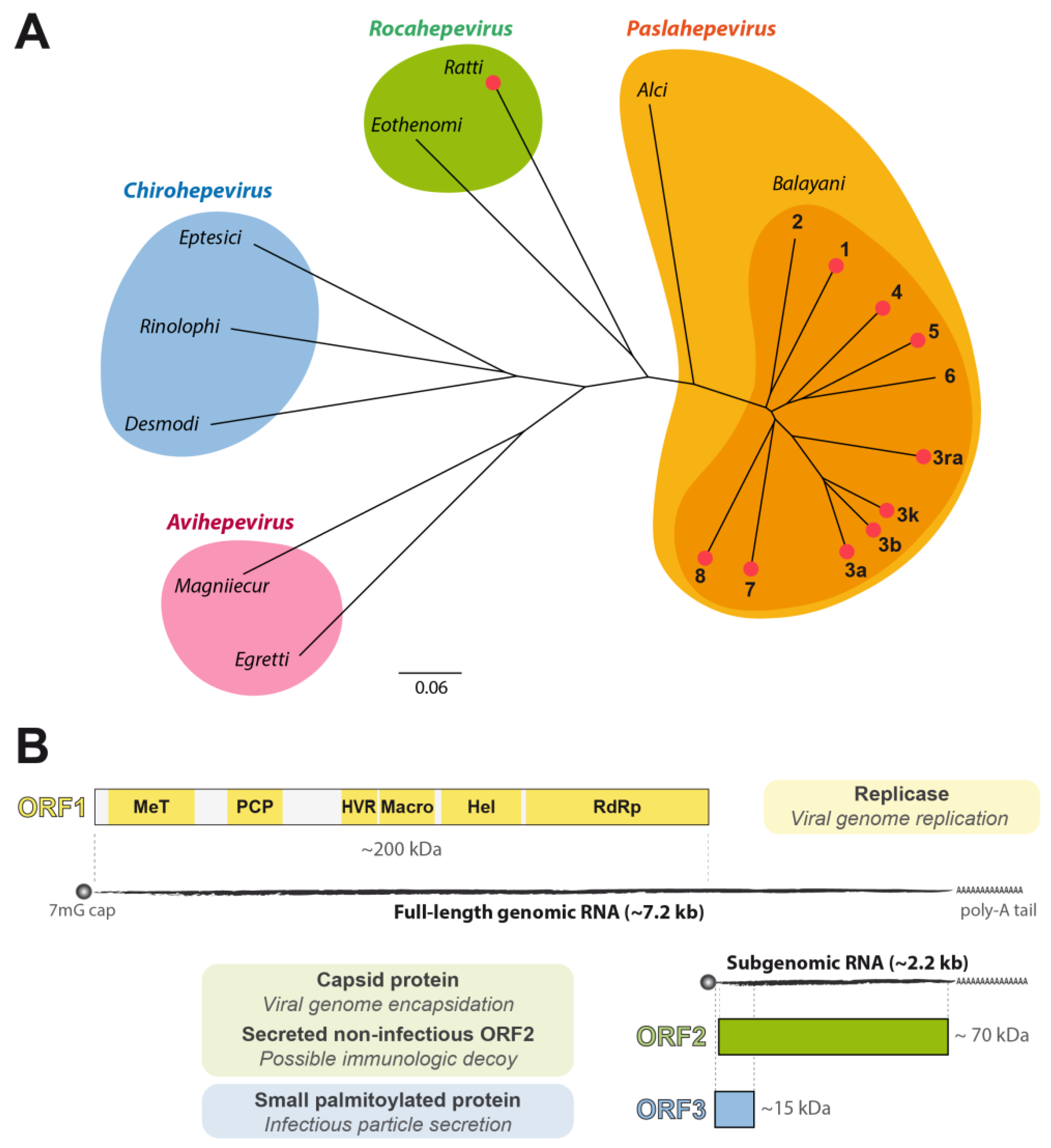 Viruses 15 00869 g001