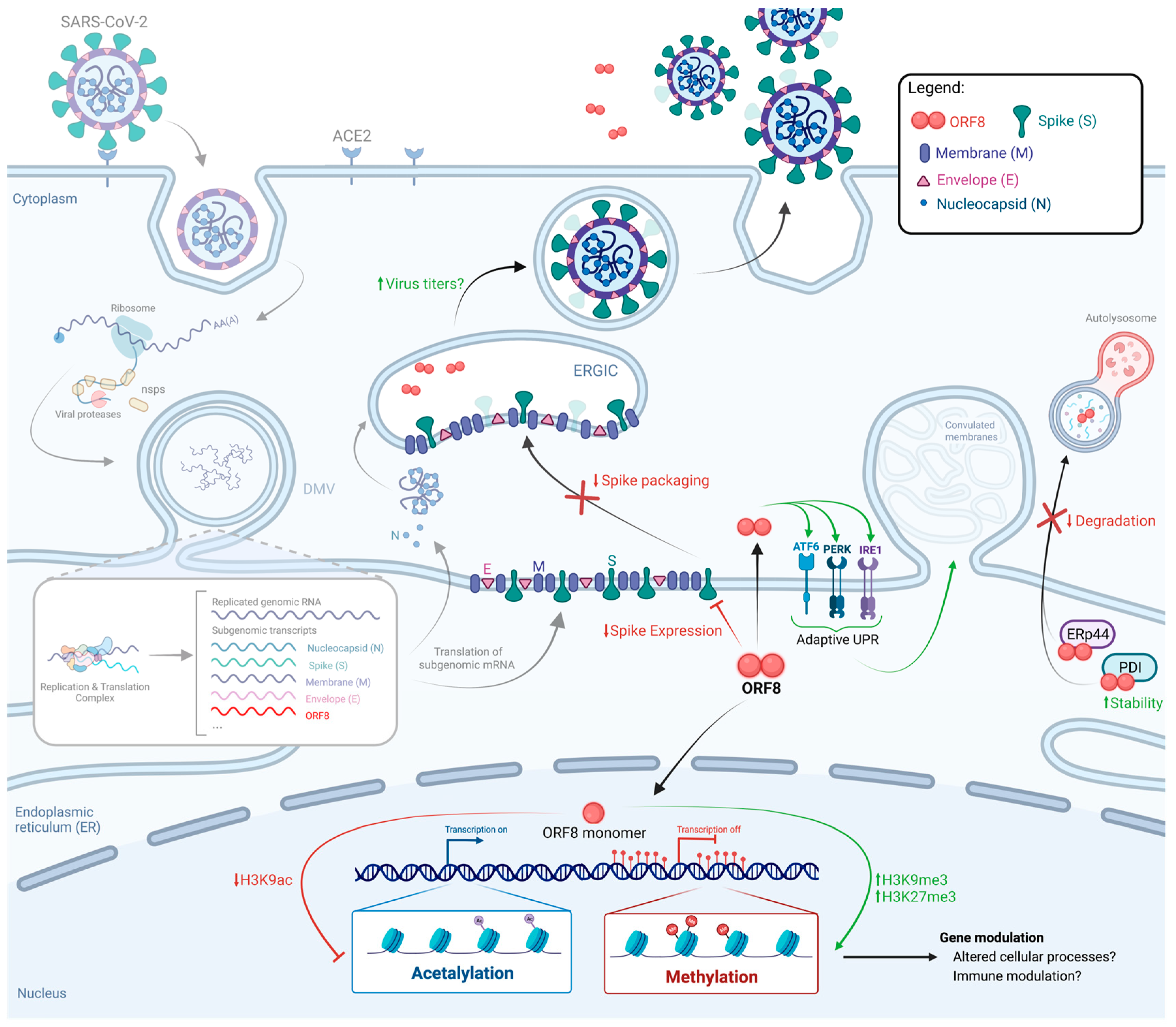 【限定セール！】 ORF8: SARS-CoV-2 A Viral and Immune Evolving Rapidly パーツ