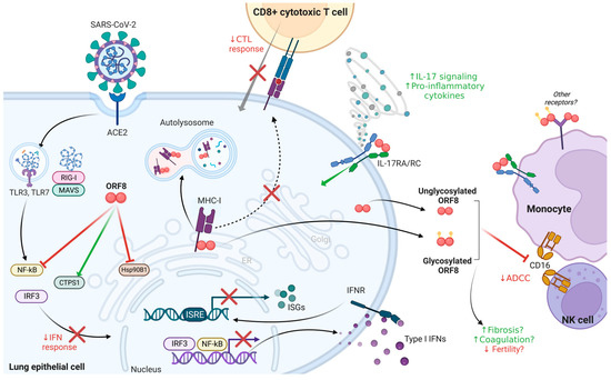 SARS-CoV-2 ORF8: A Rapidly Evolving Immune and Viral Modulator in