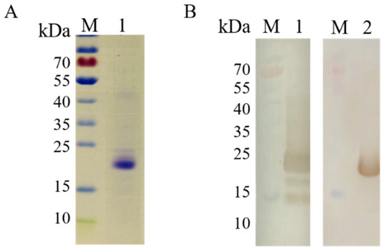 Development of an Indirect Enzyme-Linked Immunosorbent Assay