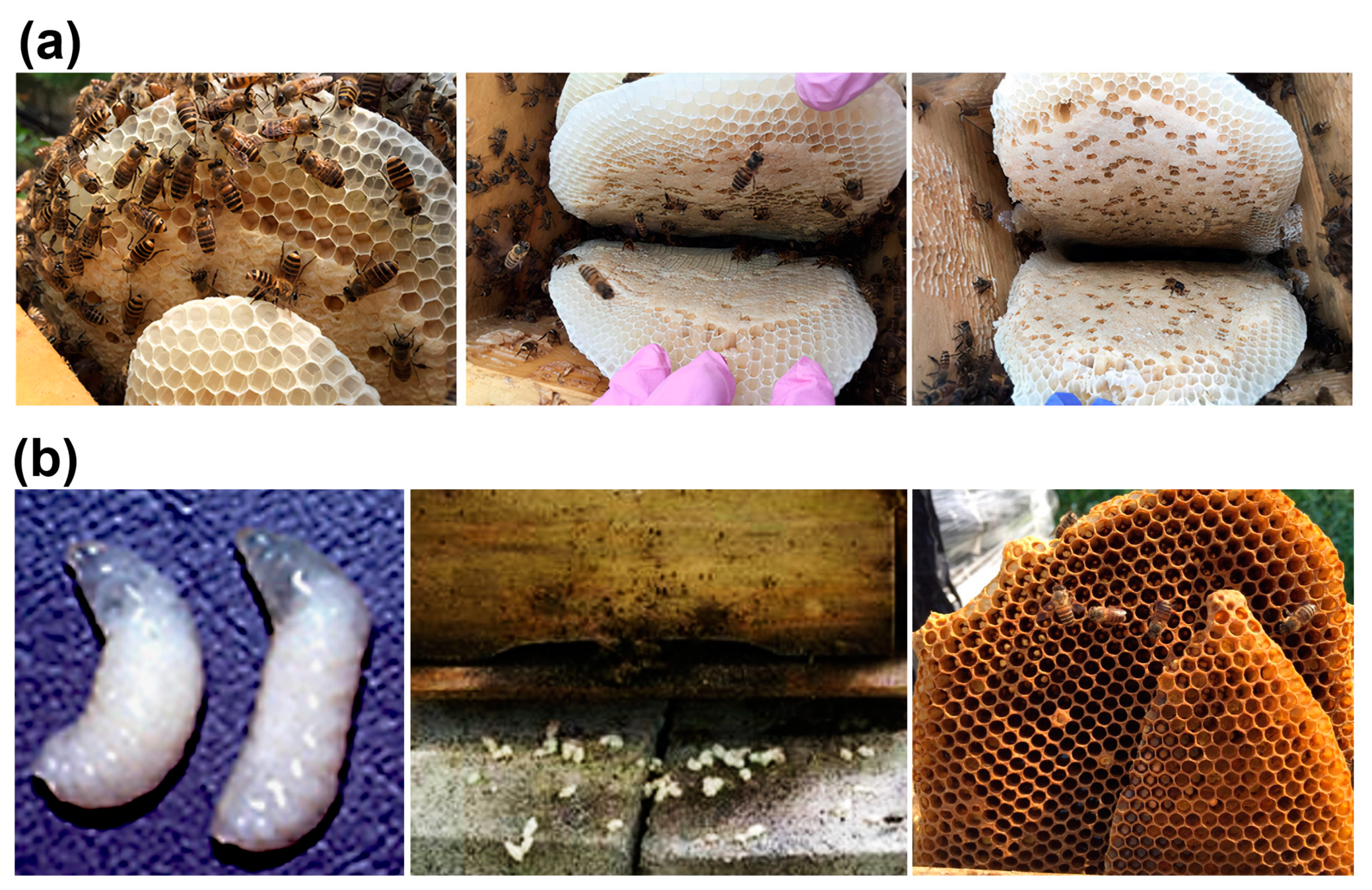 Viruses 15 00897 g002 Viruses 15 00897 g002