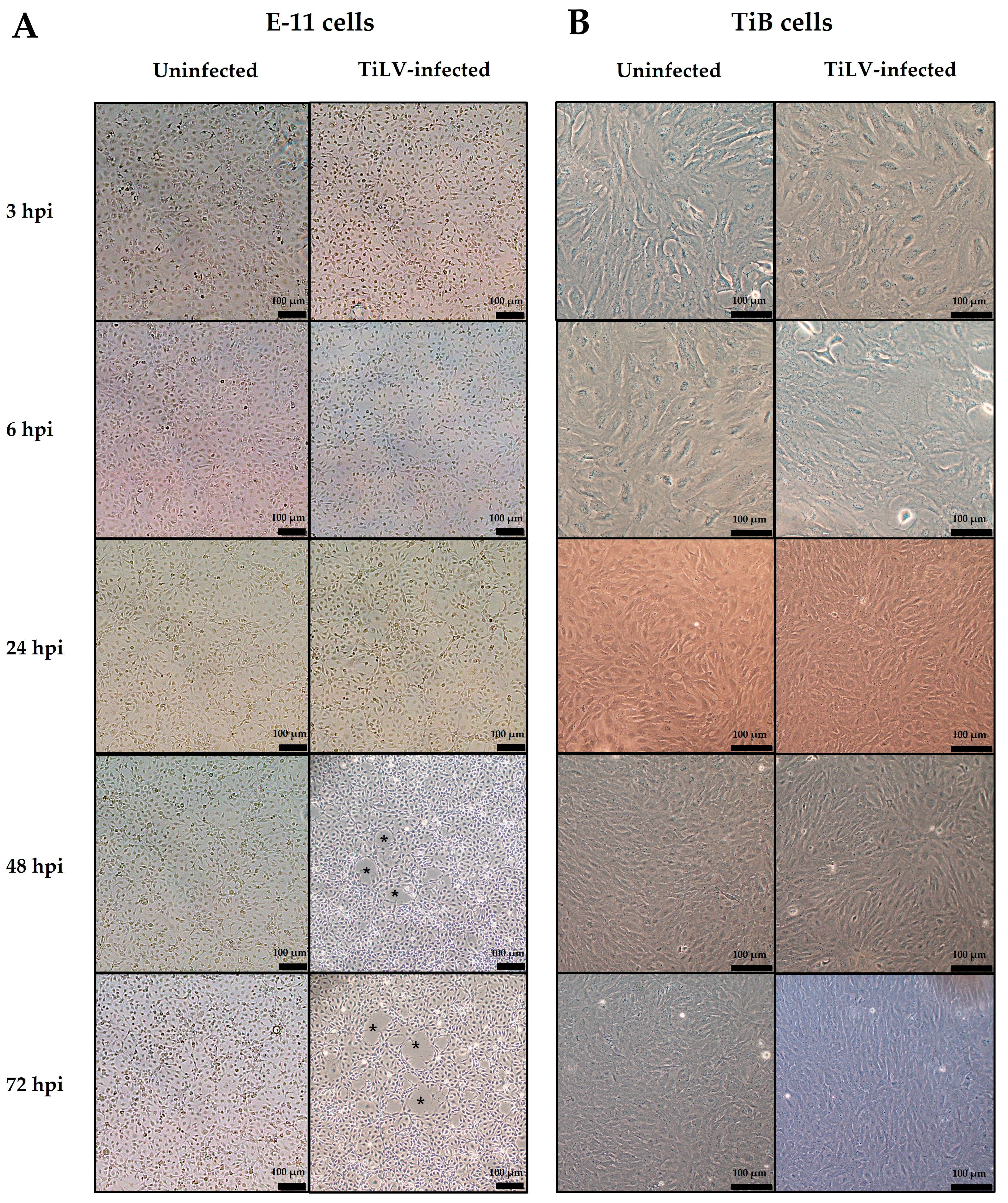 Viruses 15 00900 g001 Viruses 15 00900 g001