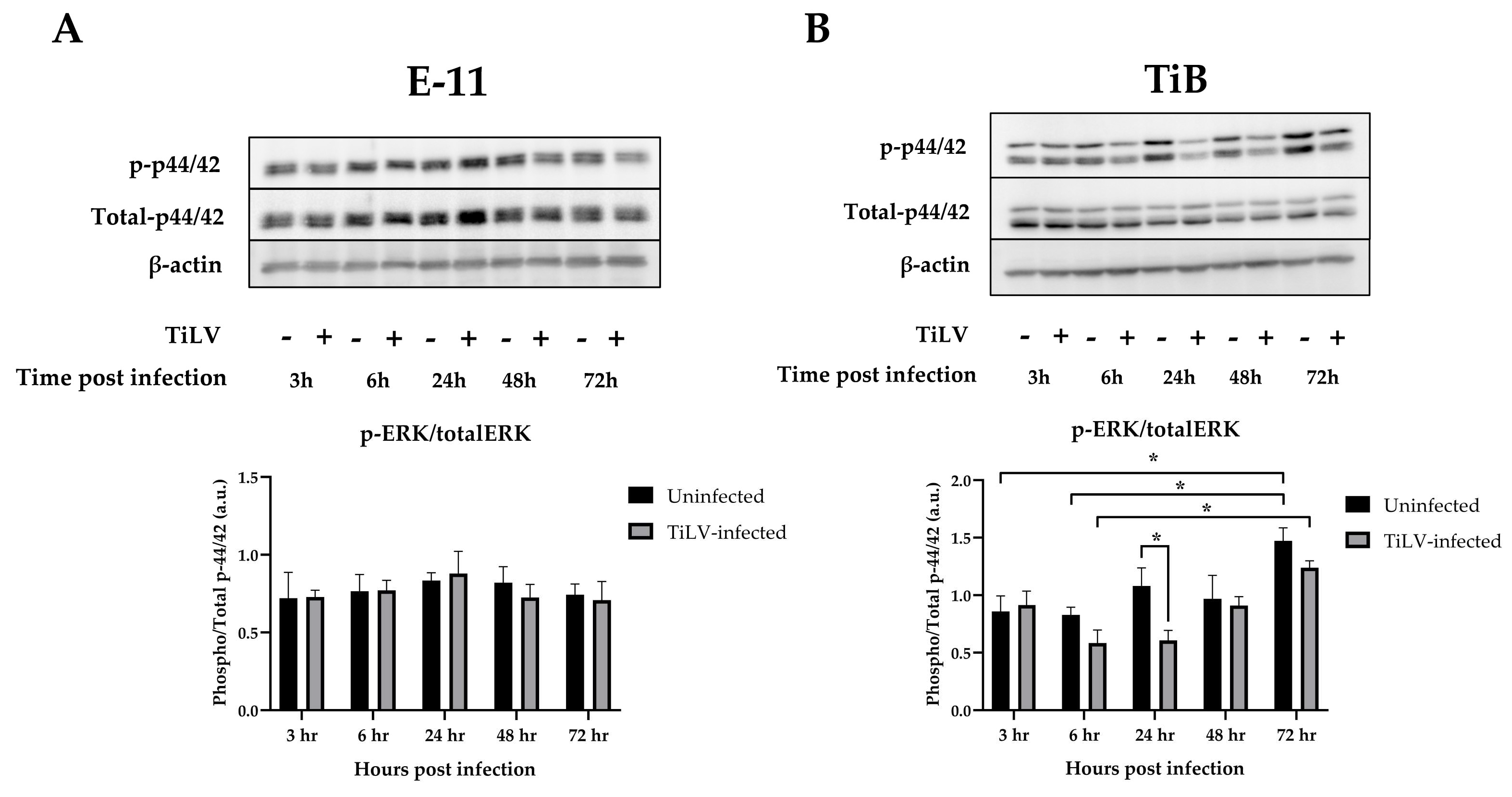 Viruses 15 00900 g003 Viruses 15 00900 g003