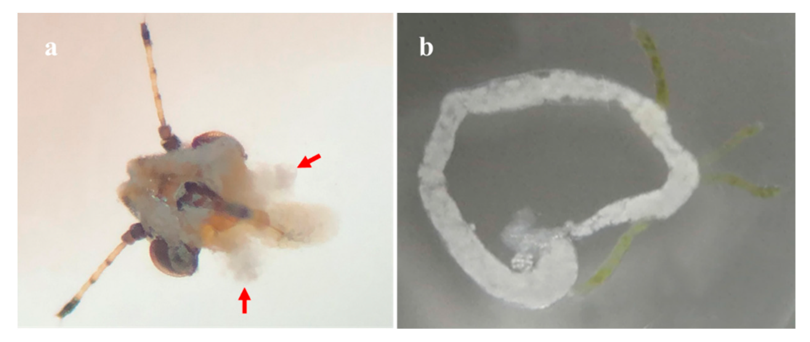 Viruses 15 00918 g0a2 Viruses 15 00918 g0a2