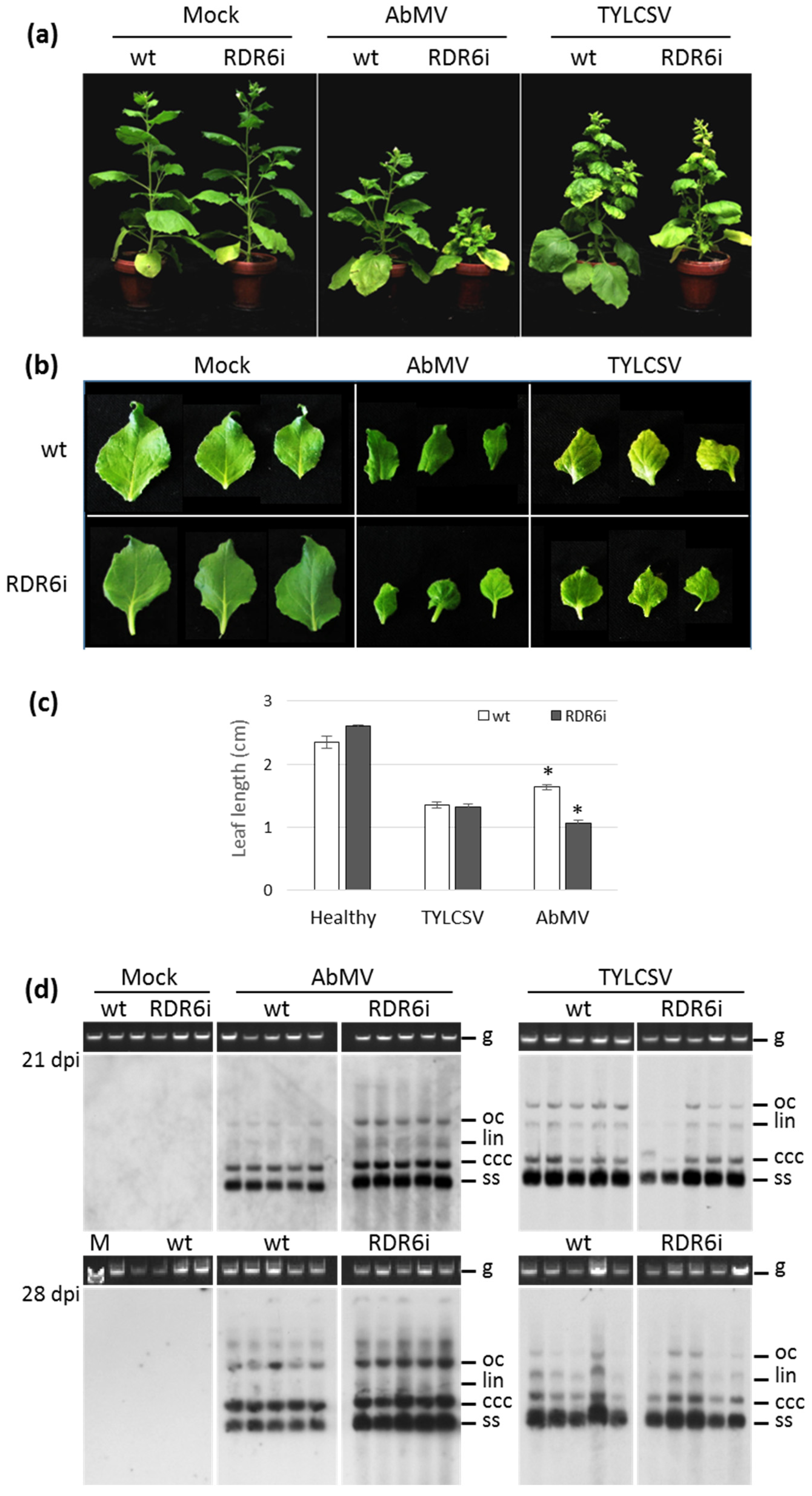 Viruses 15 00919 g001 Viruses 15 00919 g001