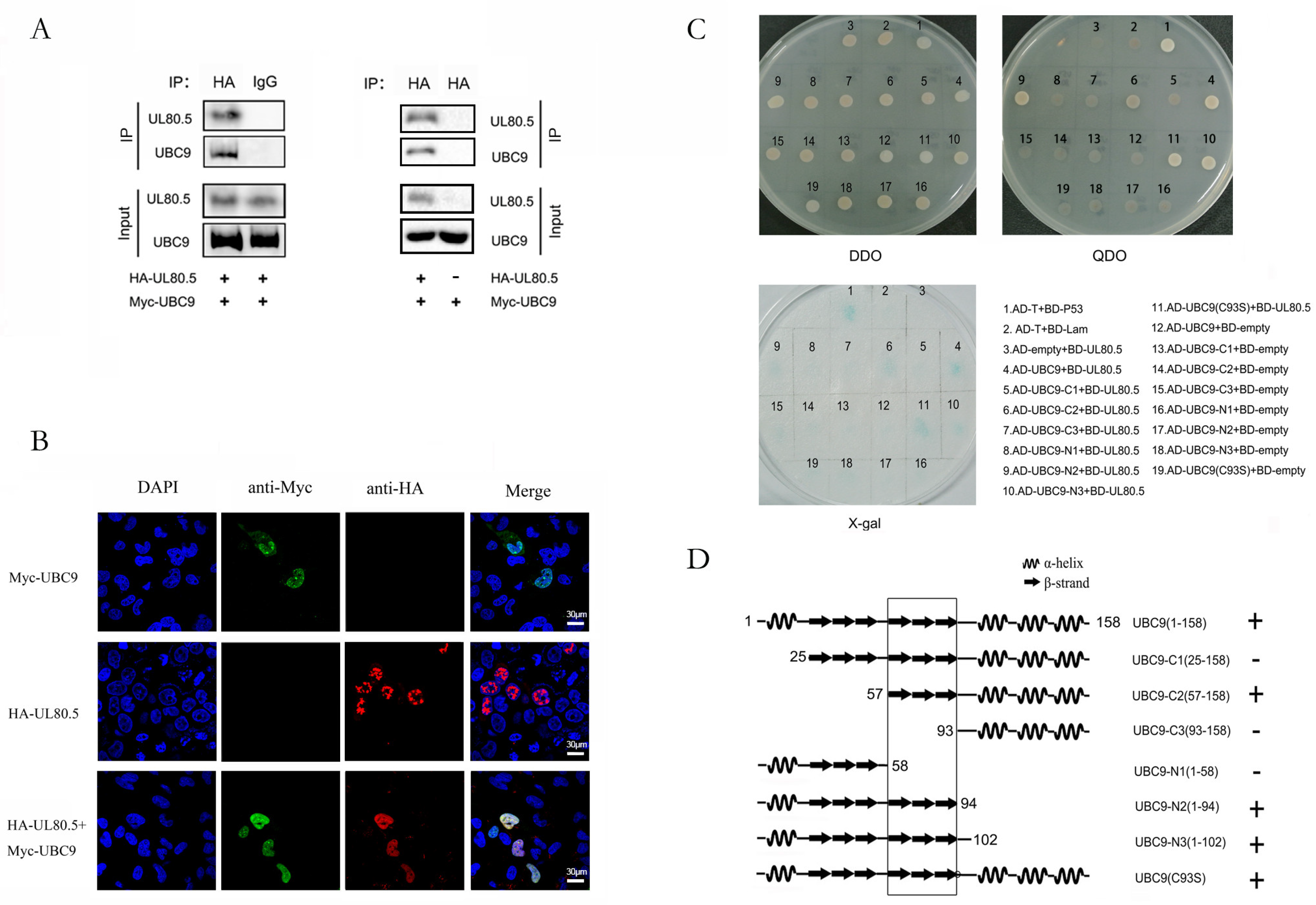 A Unique Role of the Human Cytomegalovirus Small Capsid Protein in Capsid  Assembly