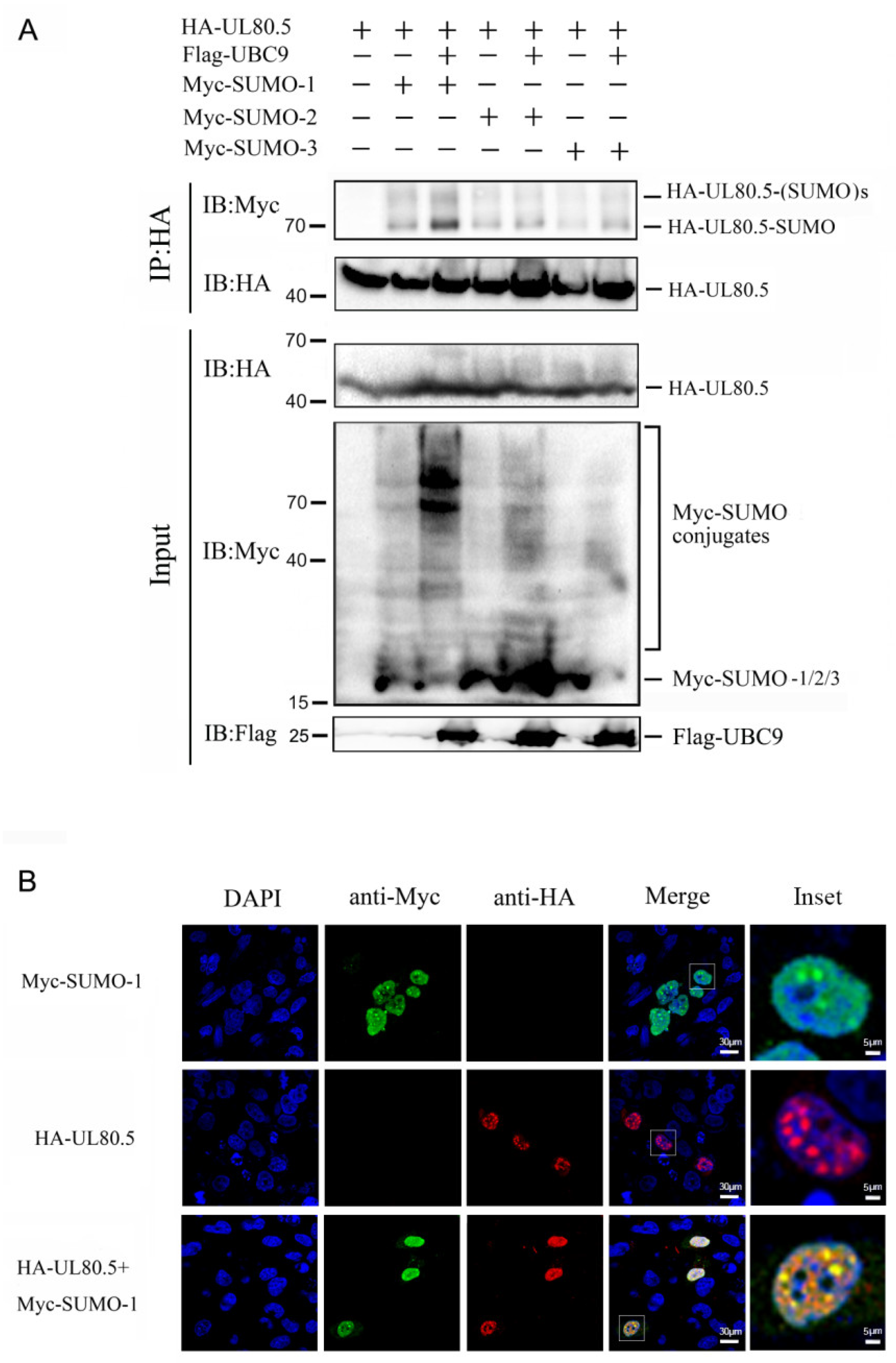 Viruses 15 00931 g002 Viruses 15 00931 g002