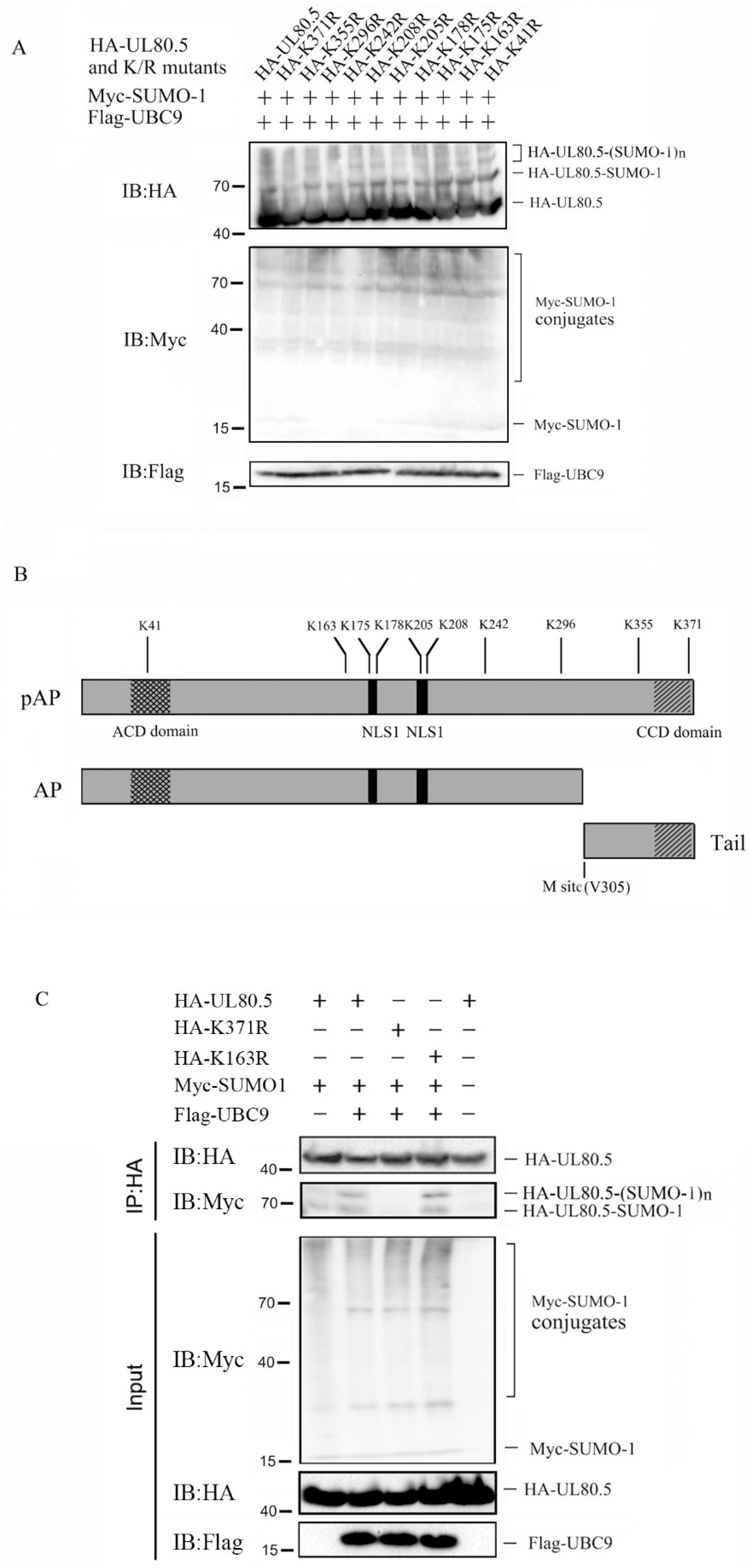 Viruses 15 00931 g003 Viruses 15 00931 g003