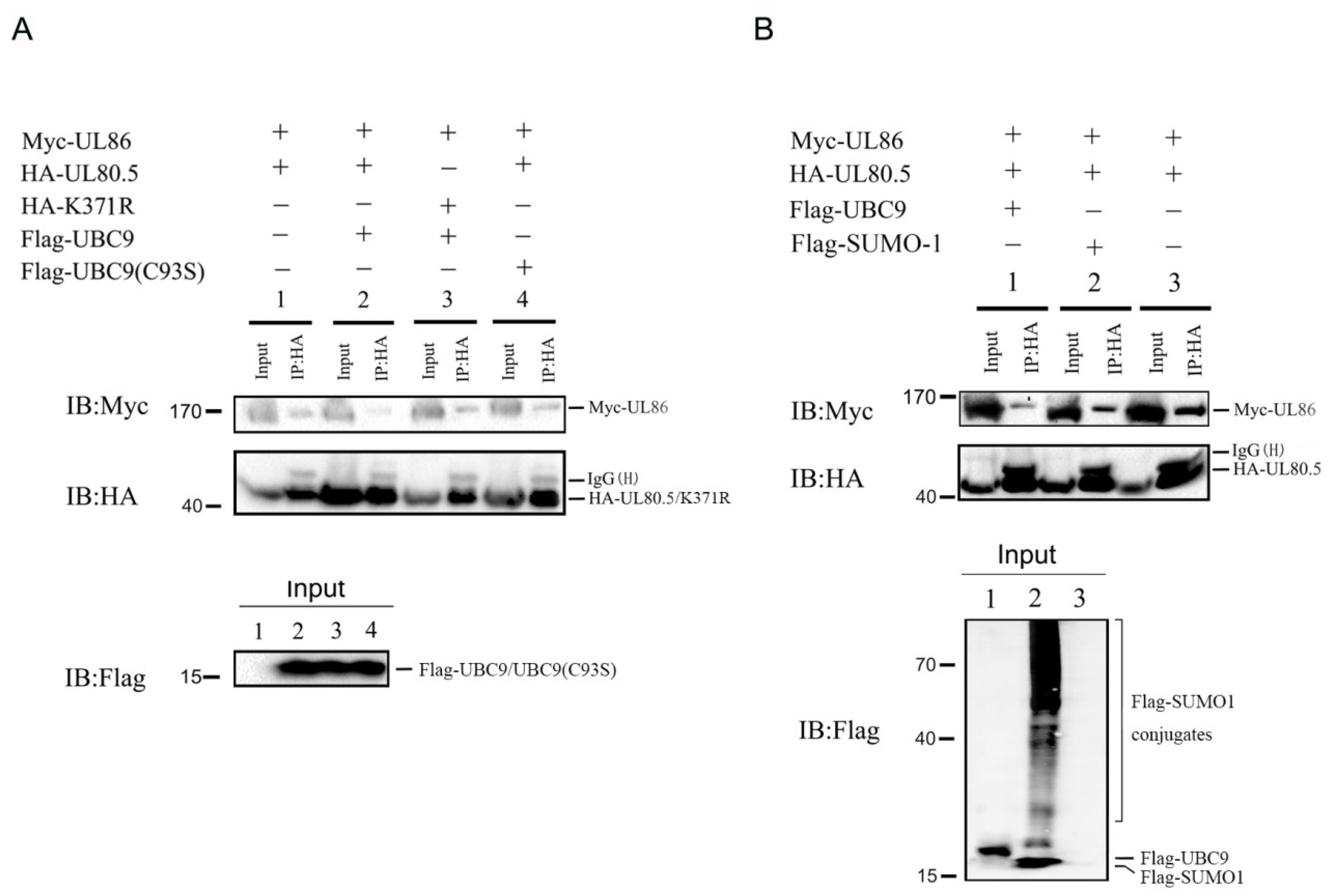 Viruses 15 00931 g004 Viruses 15 00931 g004