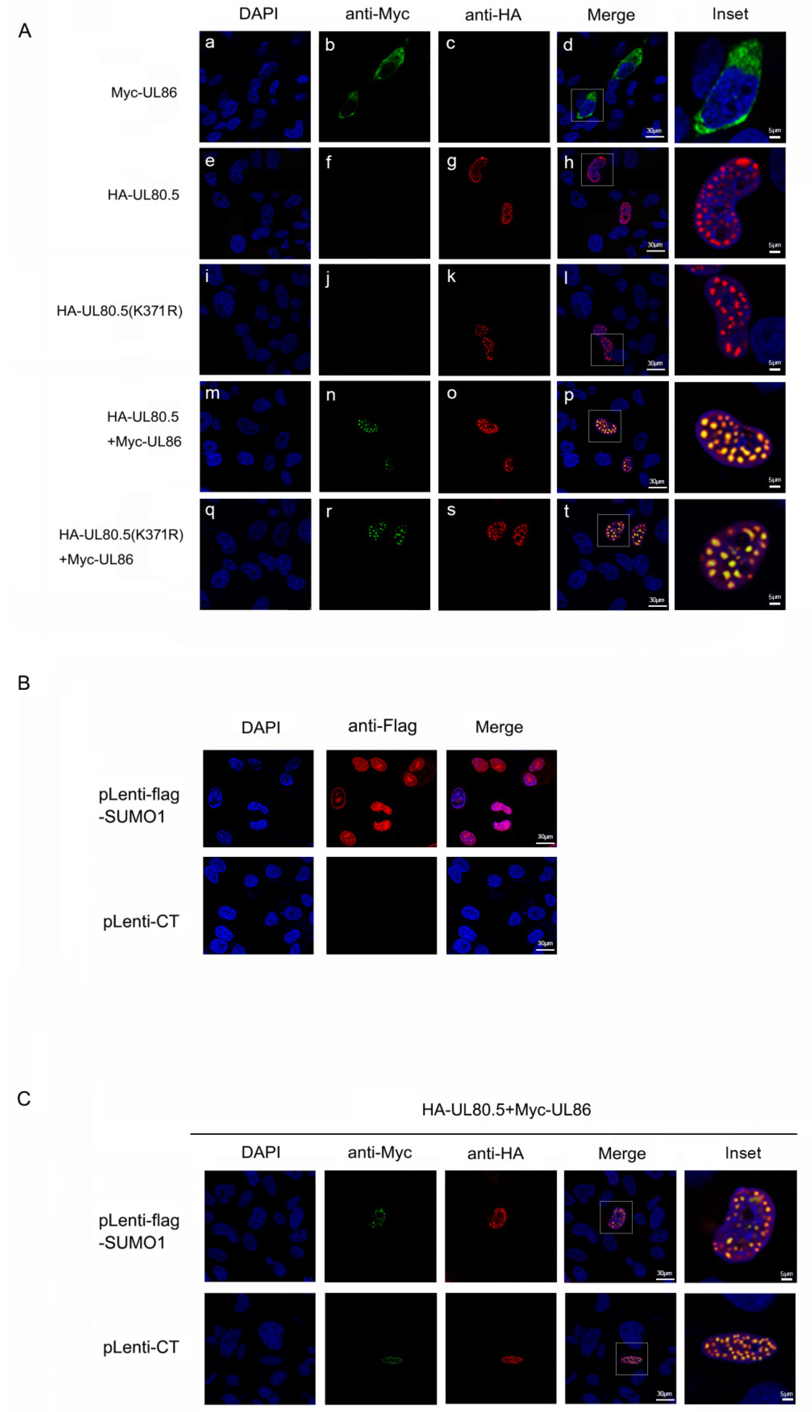 Viruses 15 00931 g005 Viruses 15 00931 g005
