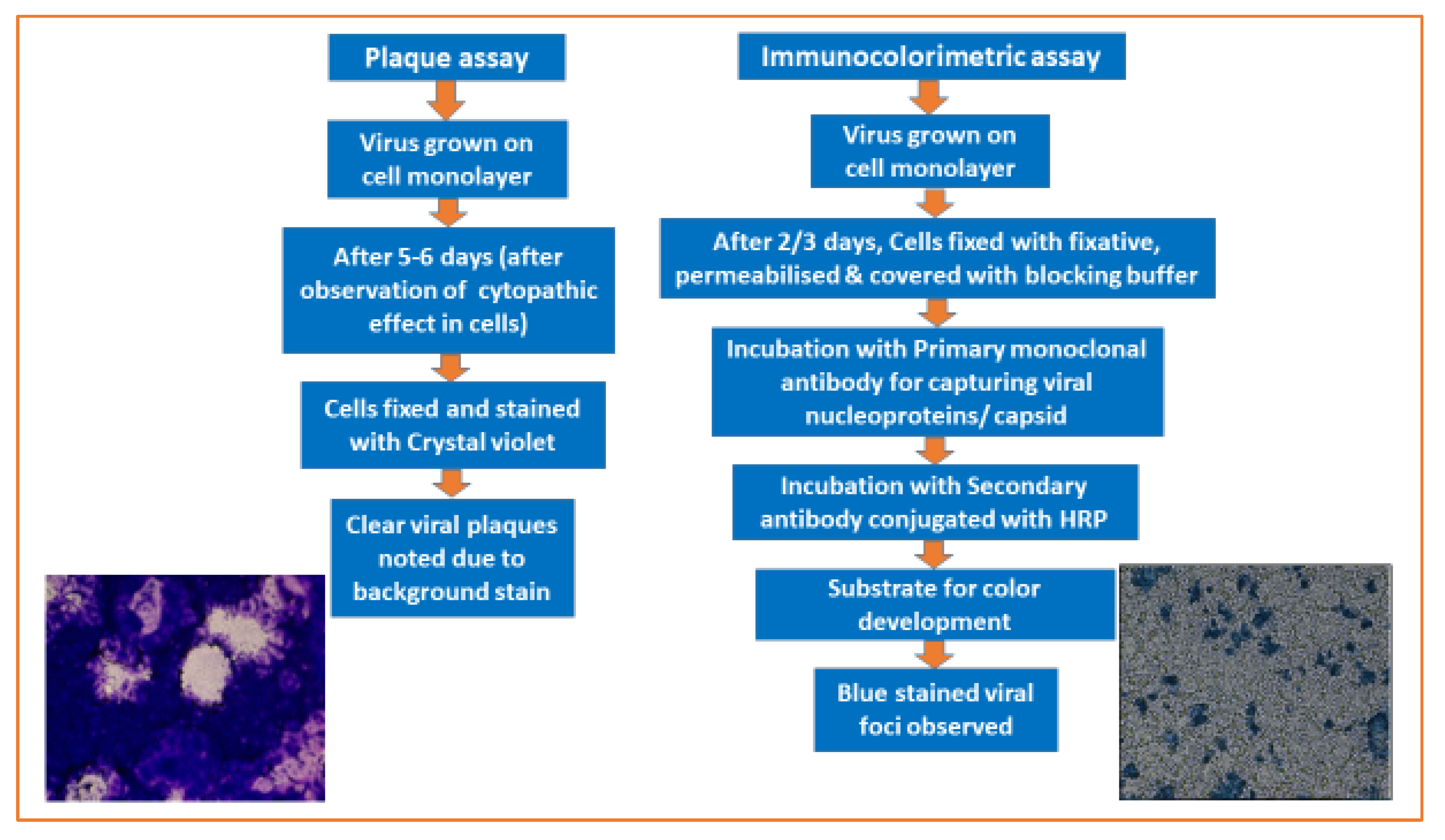 Immuno-Colorimetric Neutralization Test: A Surrogate for Widely Used ...