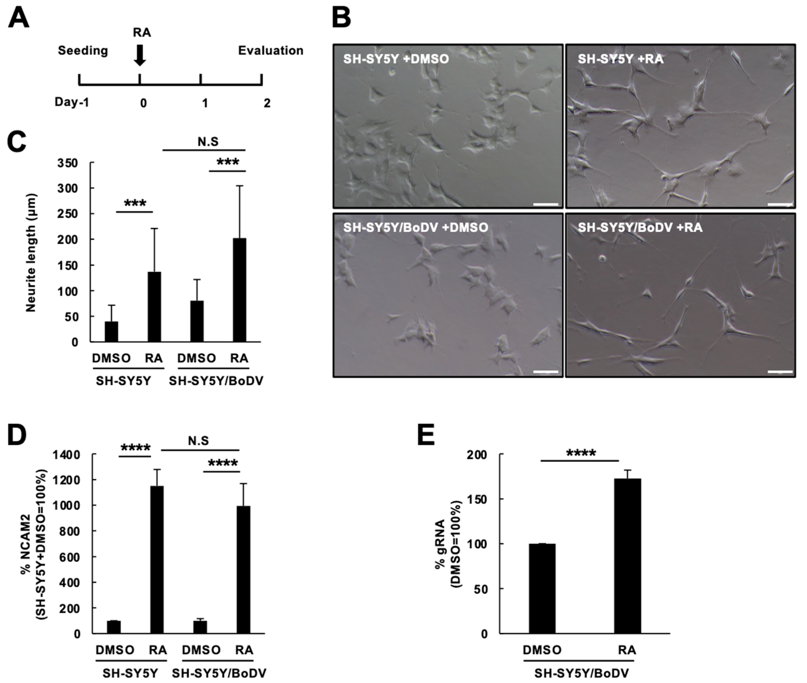 Viruses 15 00942 g001