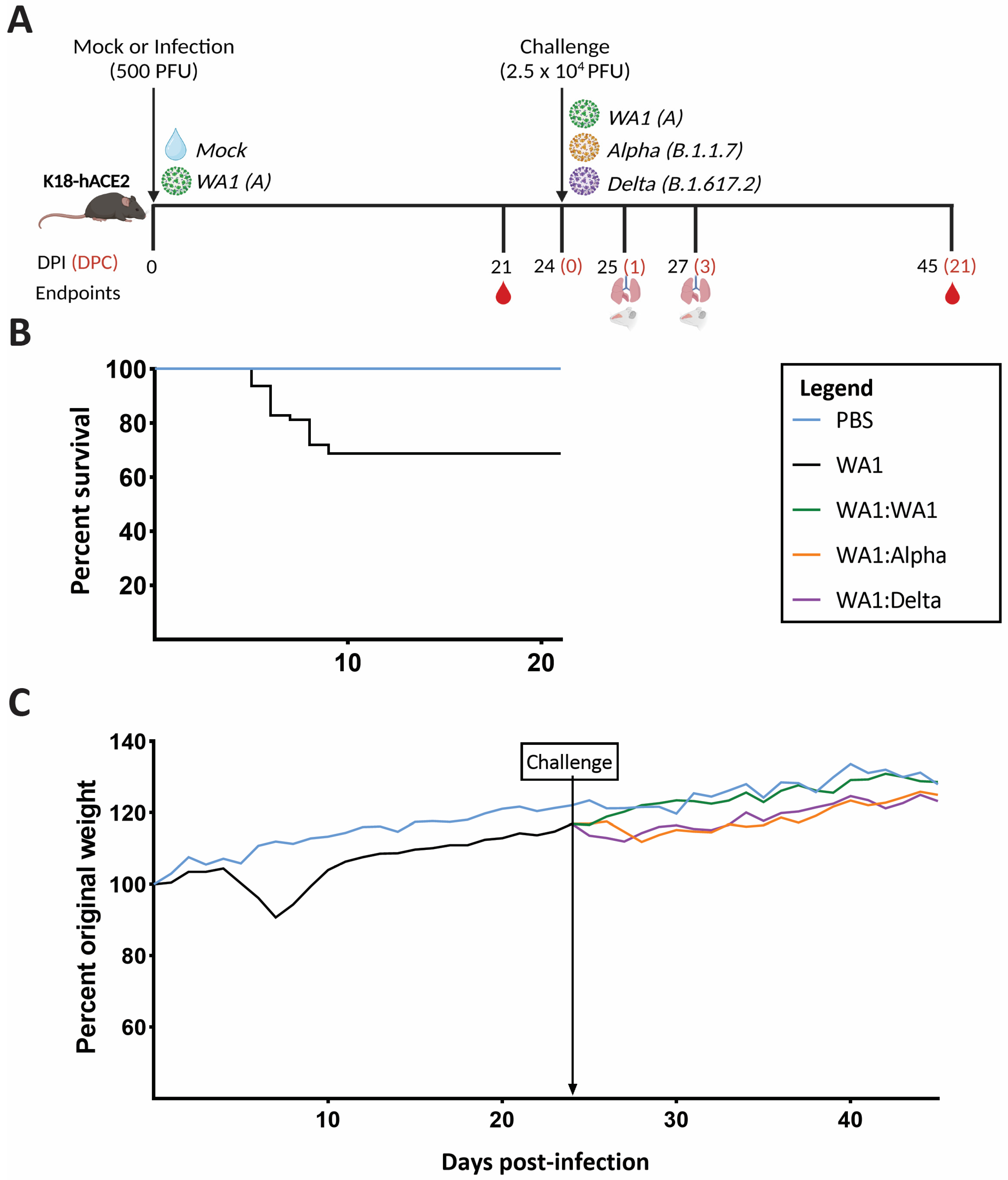 Viruses 15 00946 g001