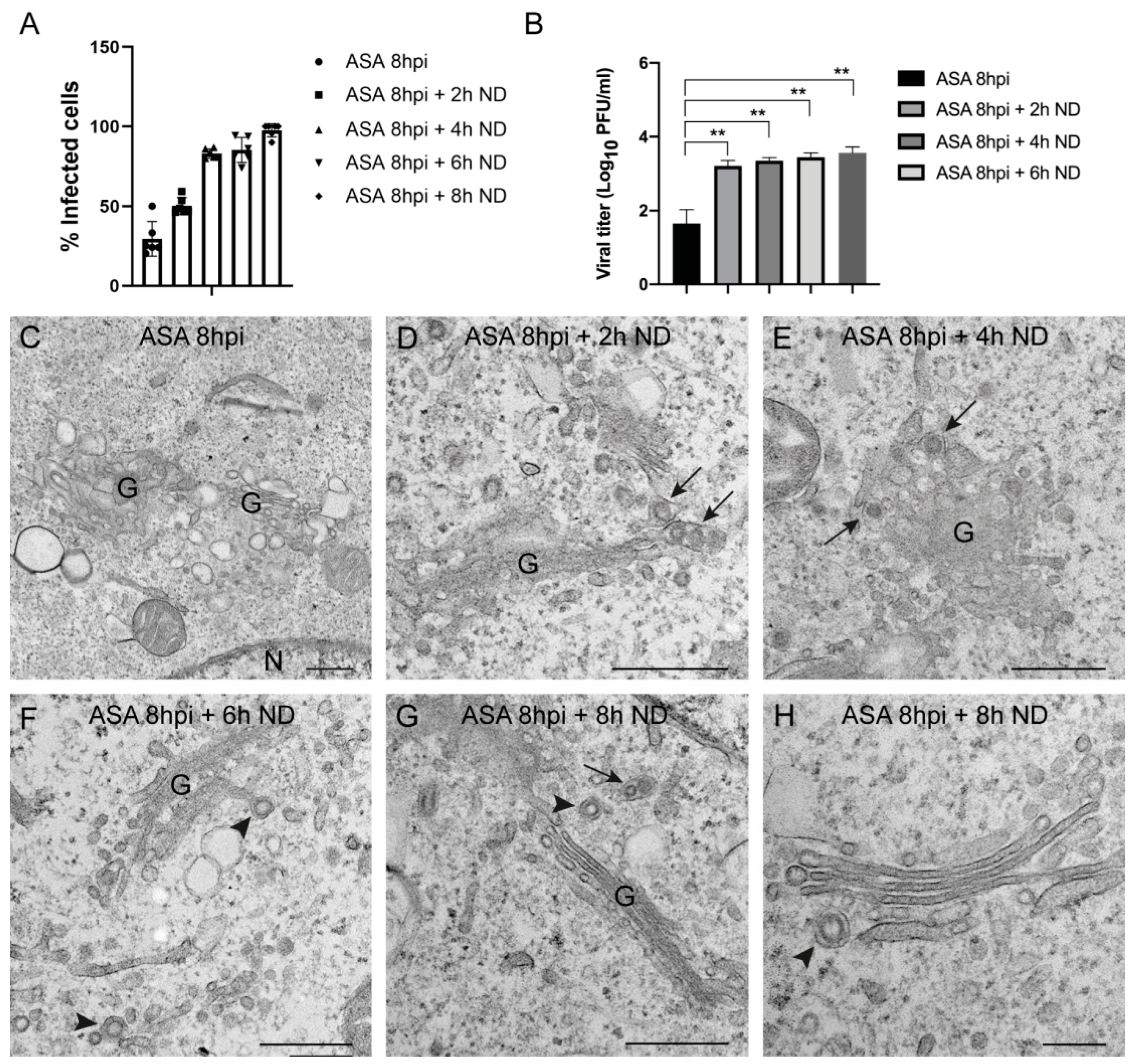 Viruses 15 00948 g008