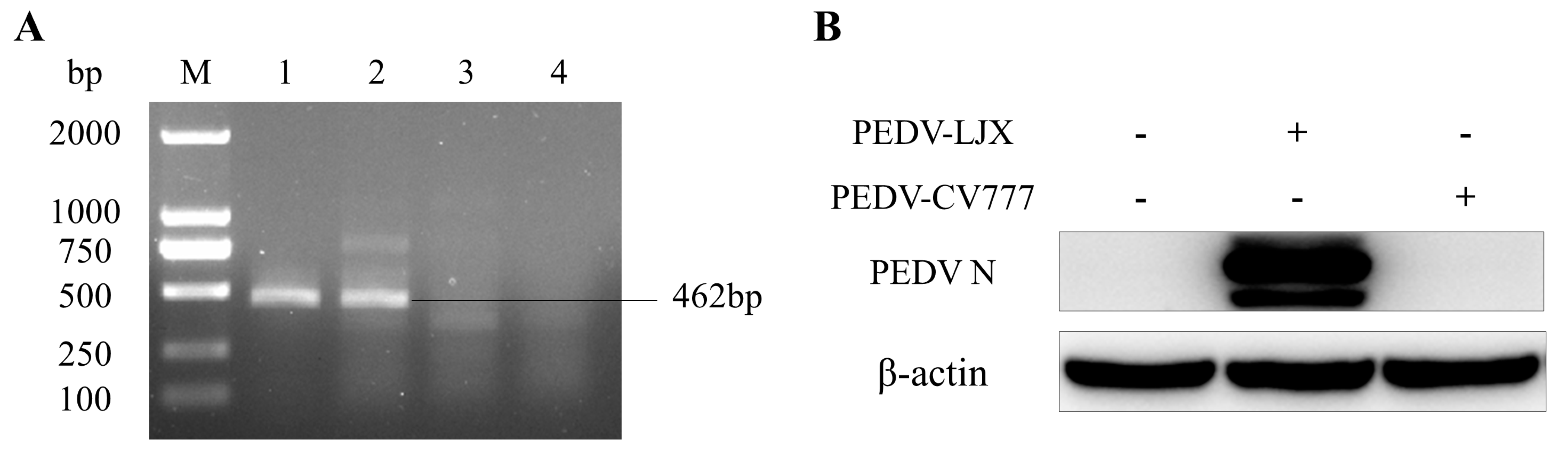 Viruses 15 00956 g001 Viruses 15 00956 g001