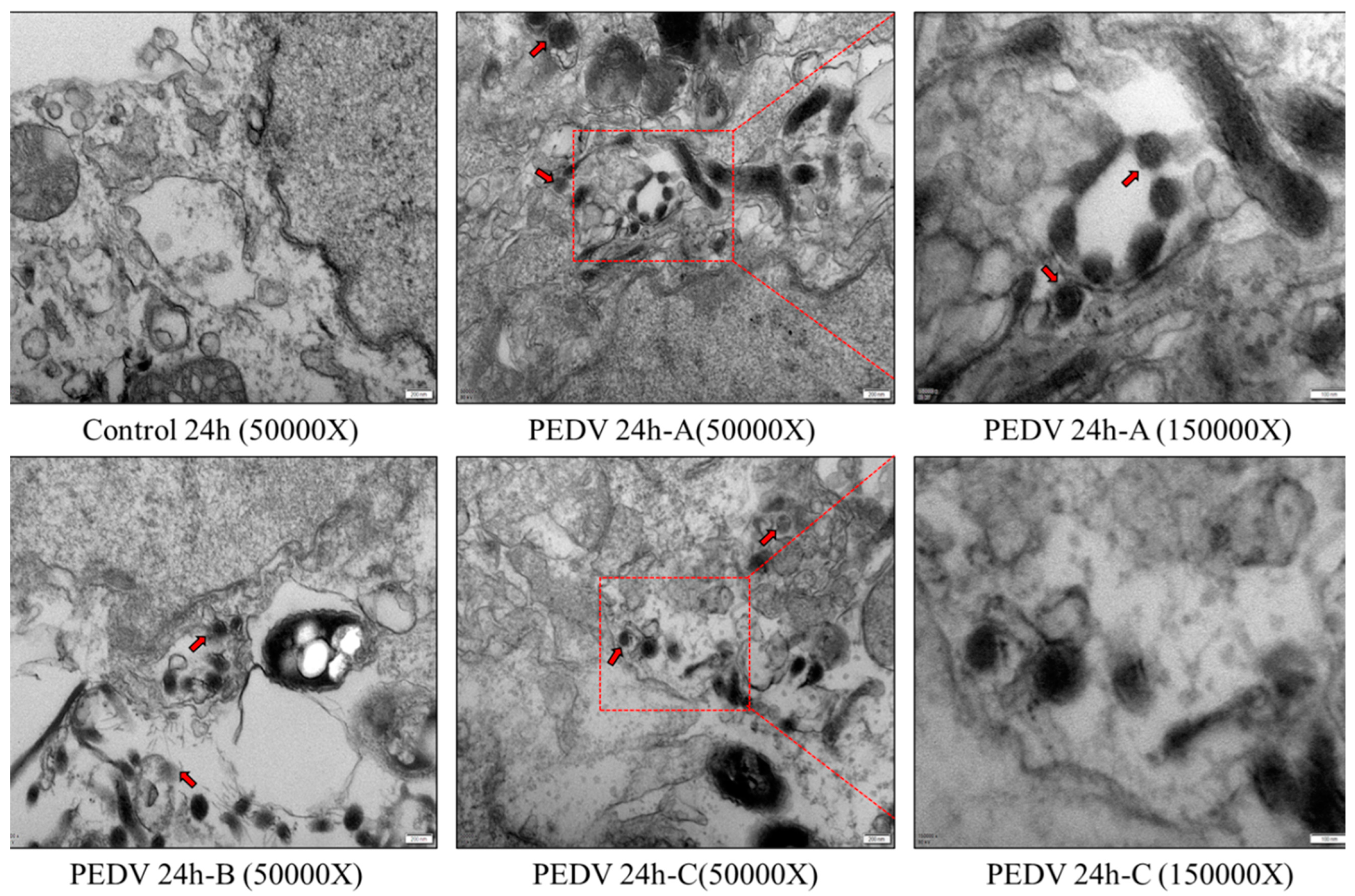 Viruses 15 00956 g005 Viruses 15 00956 g005