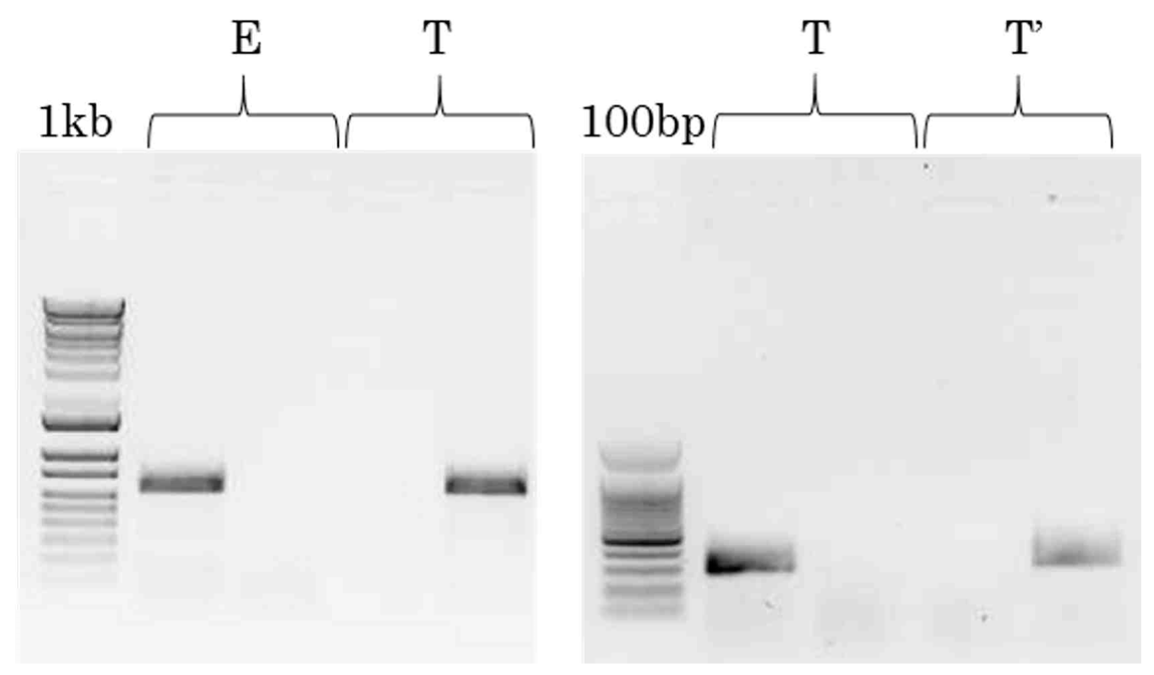Viruses 15 00959 g003 Viruses 15 00959 g003