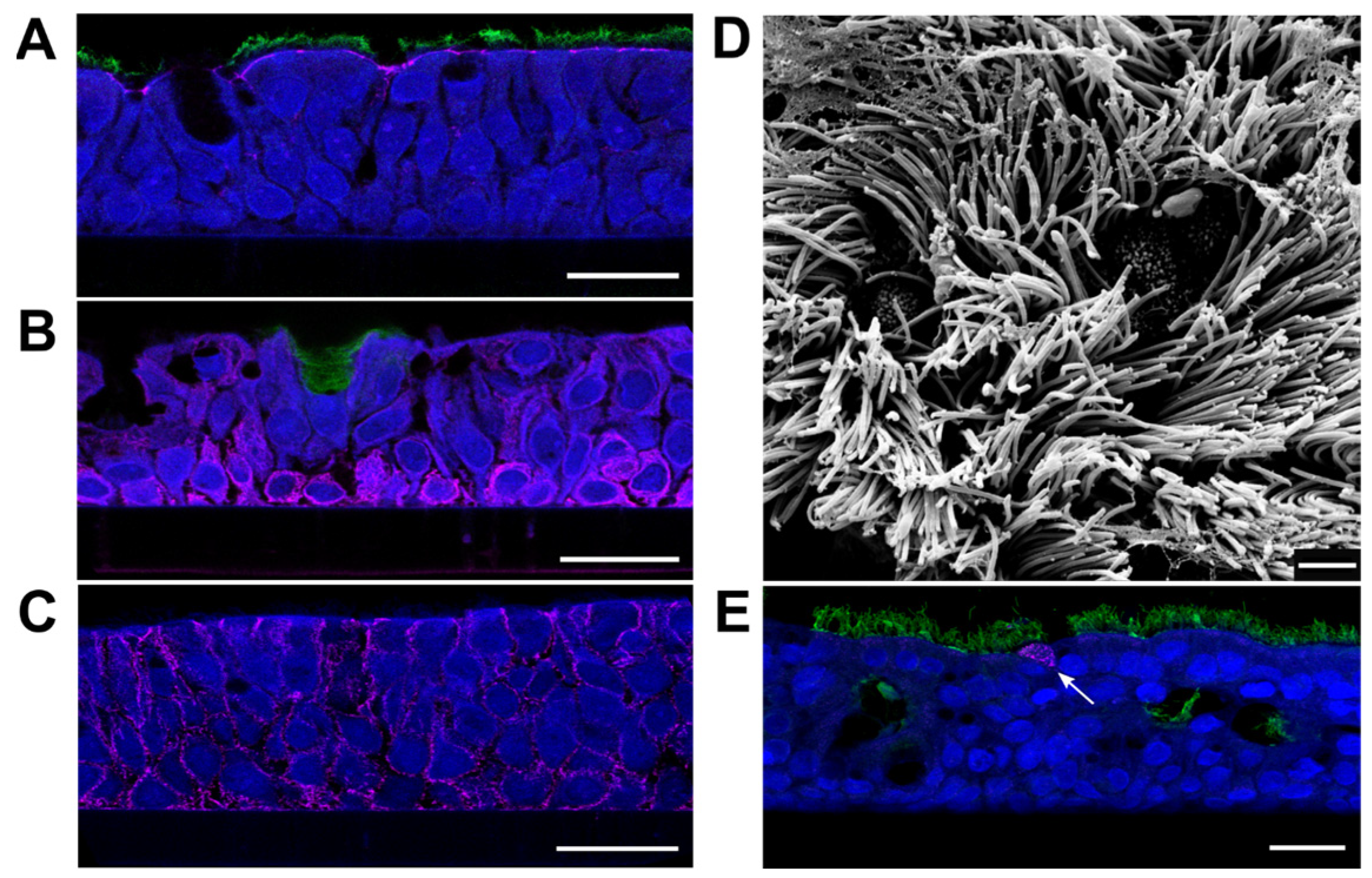 Viruses 15 00961 g001 Viruses 15 00961 g001