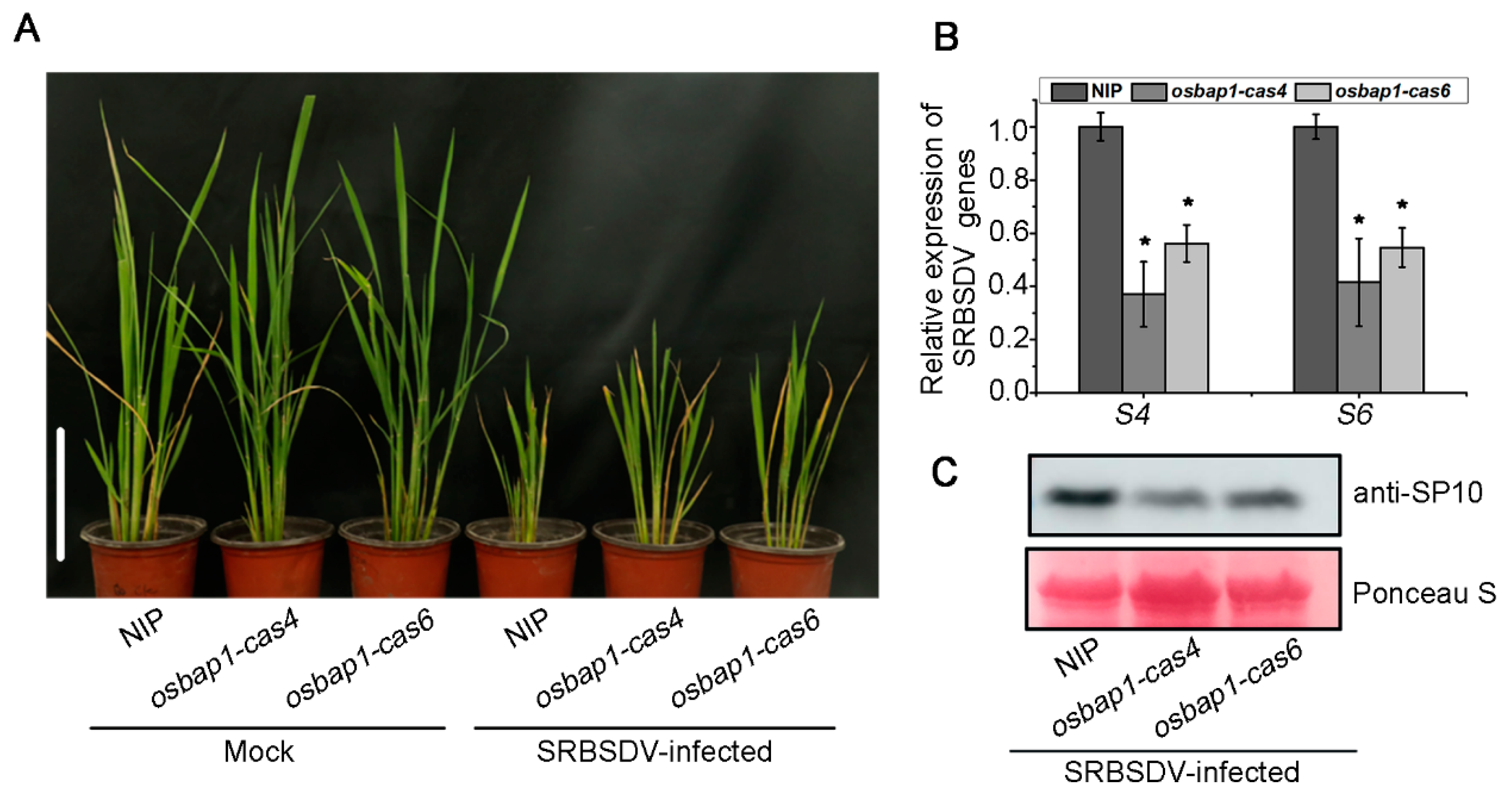 Viruses 15 00973 g002 Viruses 15 00973 g002