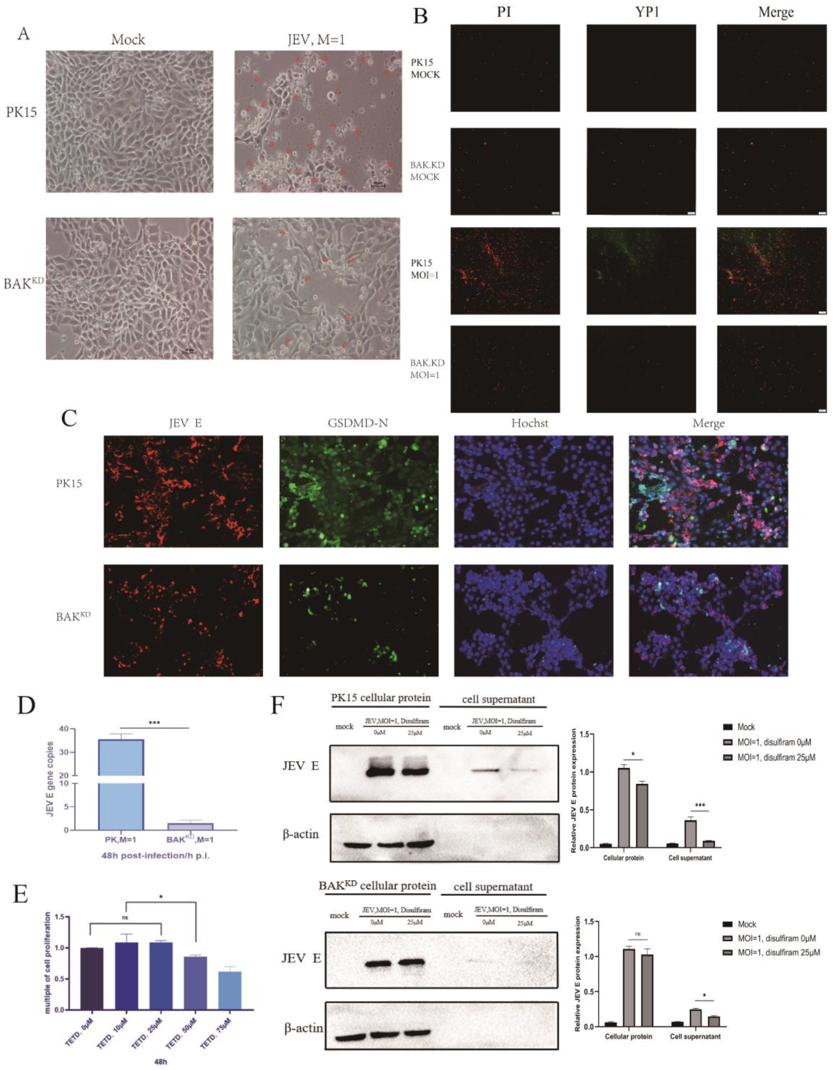 Viruses 15 00974 g005 Viruses 15 00974 g005