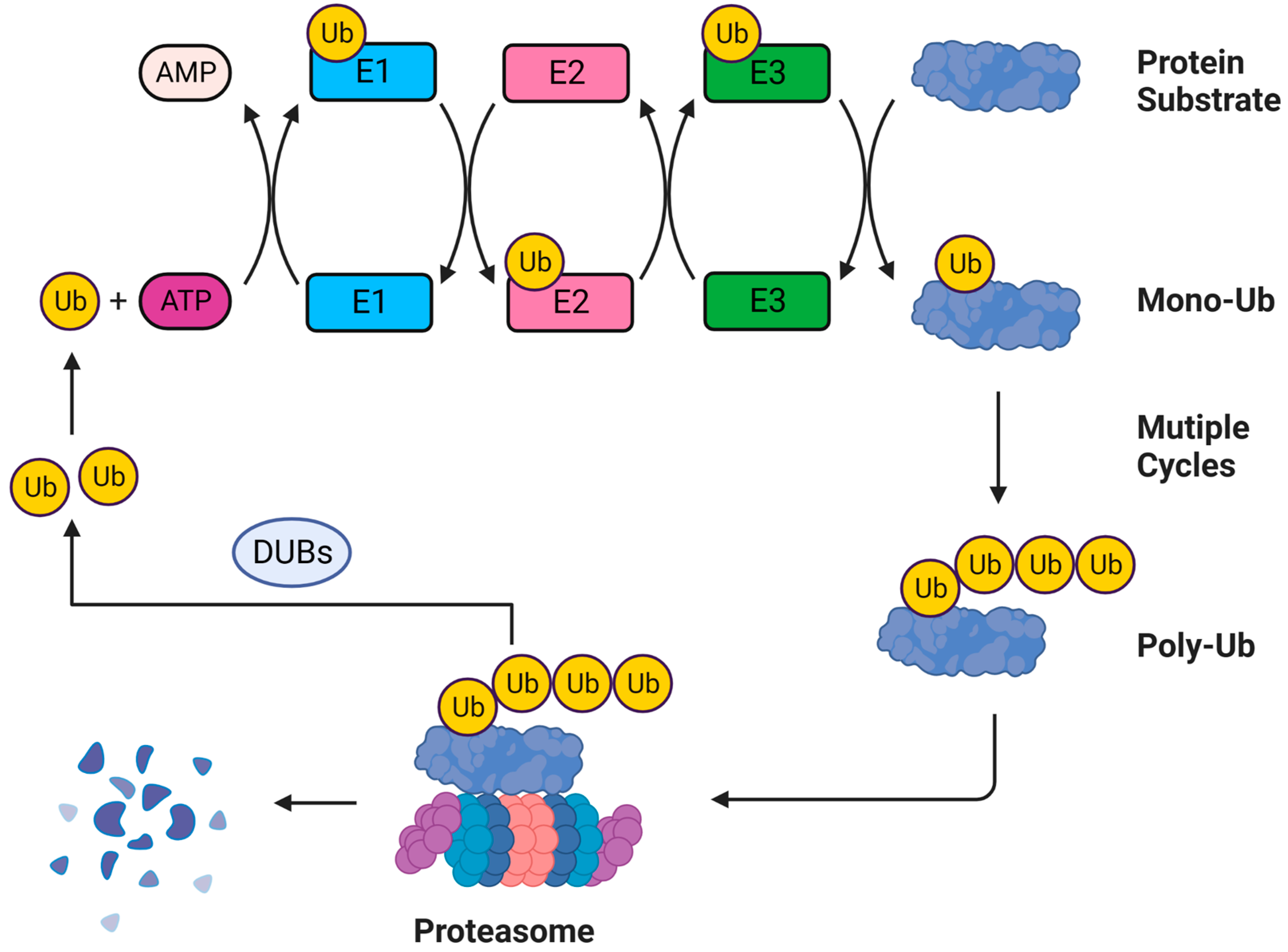 Reverse Transcriptase of Moloney Murine Leukemia Virus Binds to Eukaryotic  Release Factor 1 to Modulate Suppression of Translational Termination: Cell