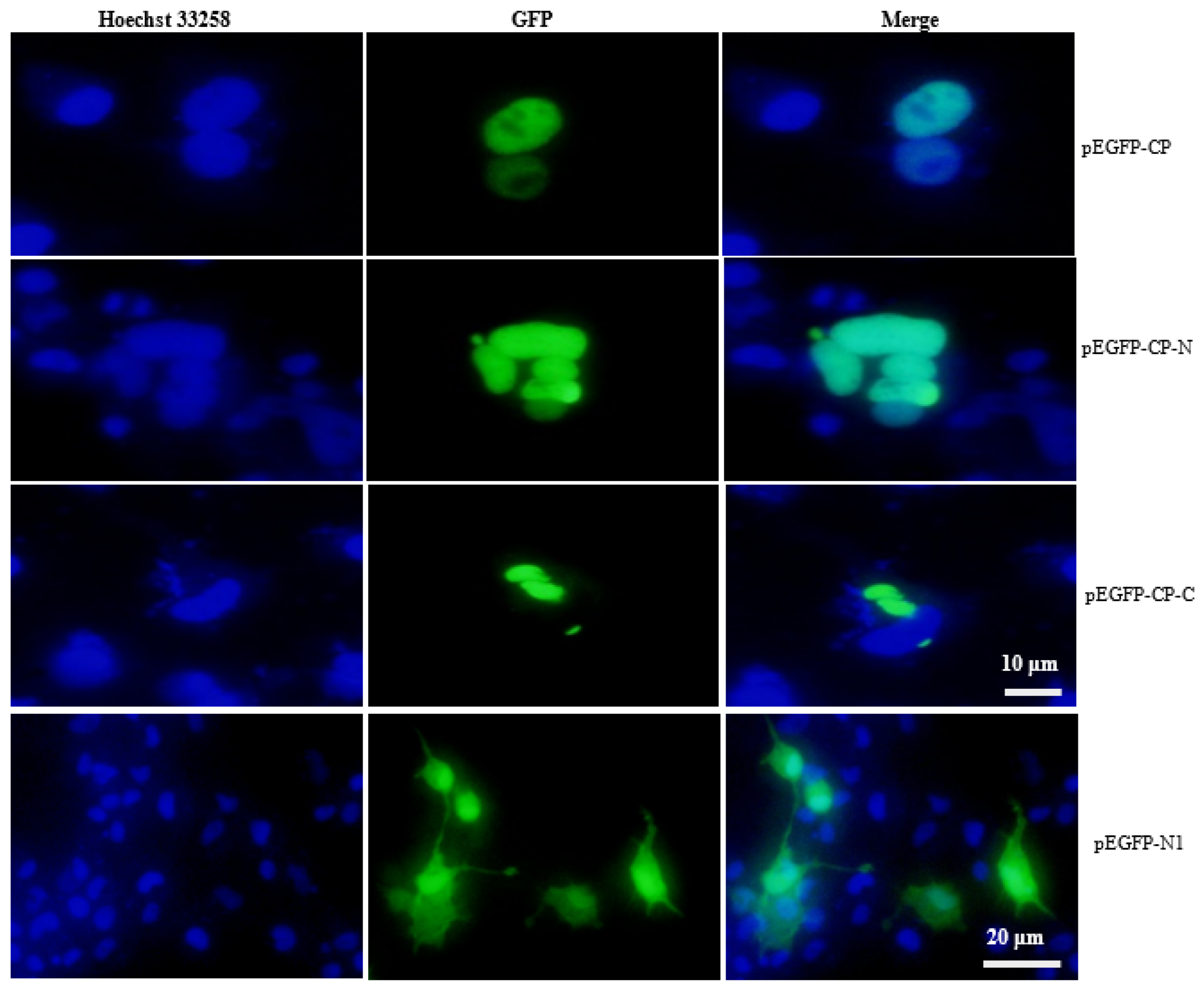 Viruses 15 00988 g002 Viruses 15 00988 g002