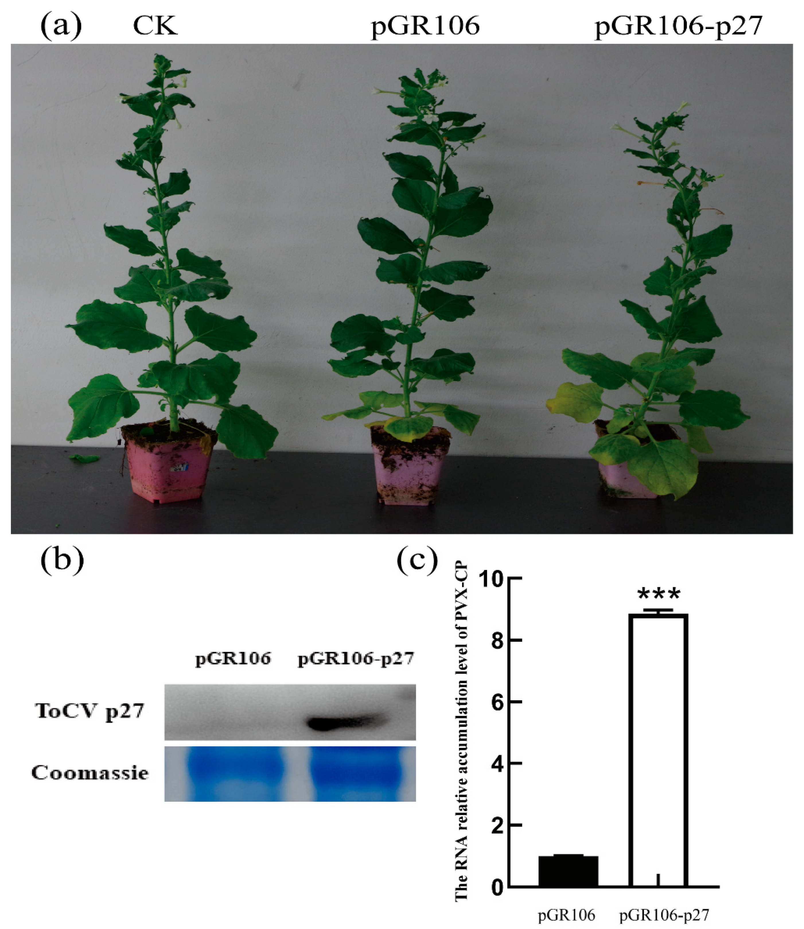 Viruses 15 00990 g002
