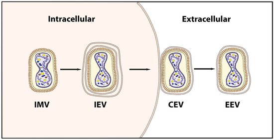 Mpox Virus: Its Molecular Evolution and Potential Impact on Viral 