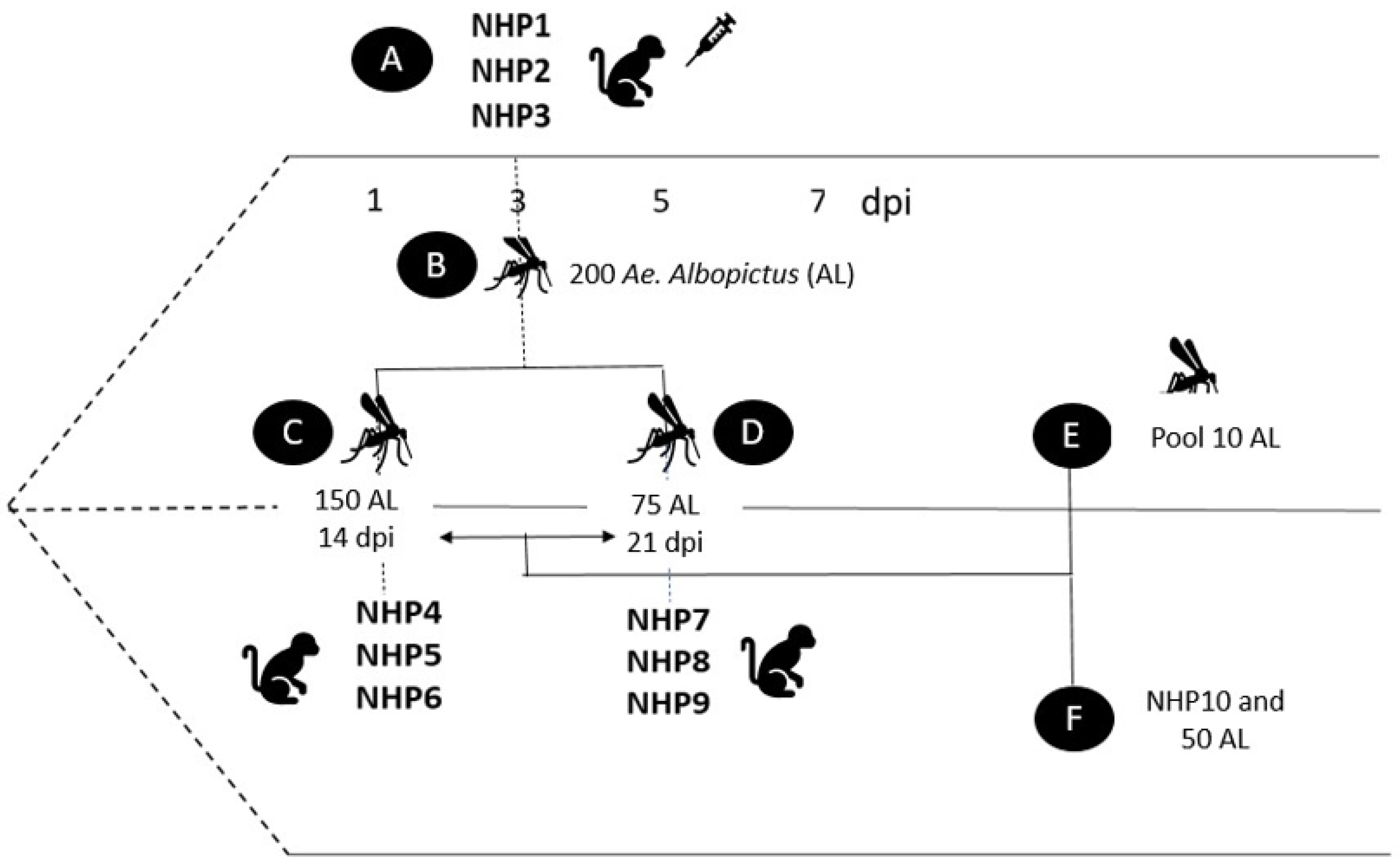 Viruses 15 01019 g001 Viruses 15 01019 g001
