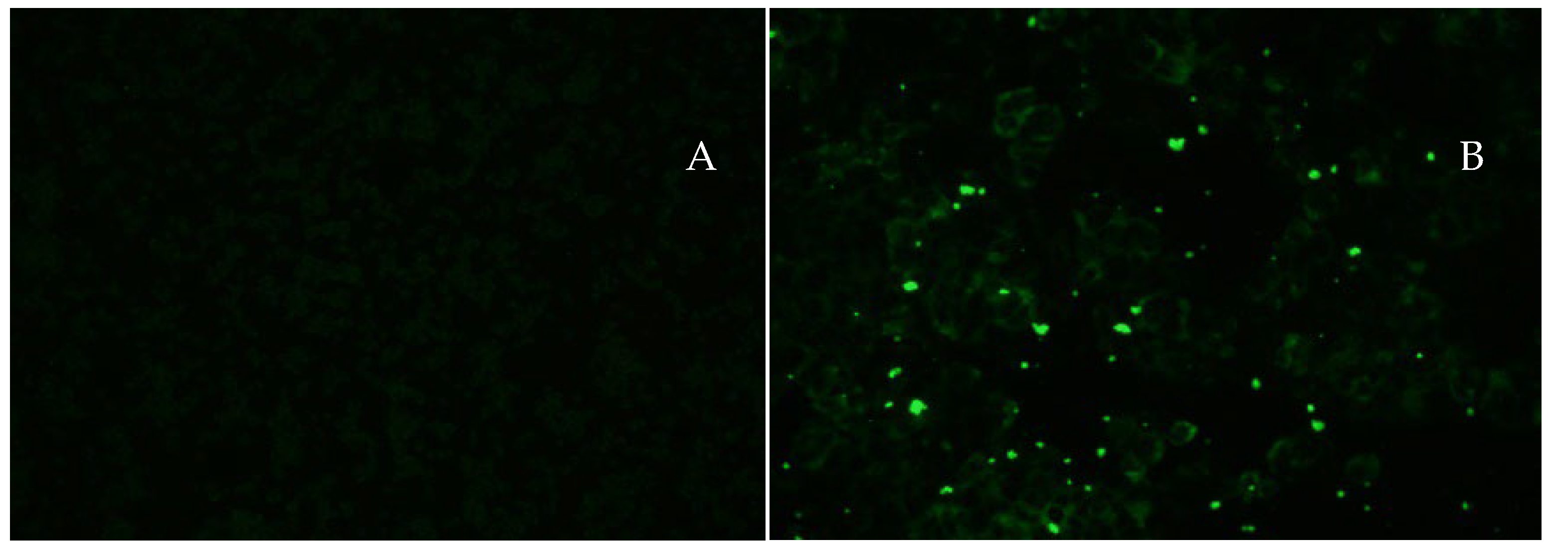 Viruses 15 01019 g002 Viruses 15 01019 g002