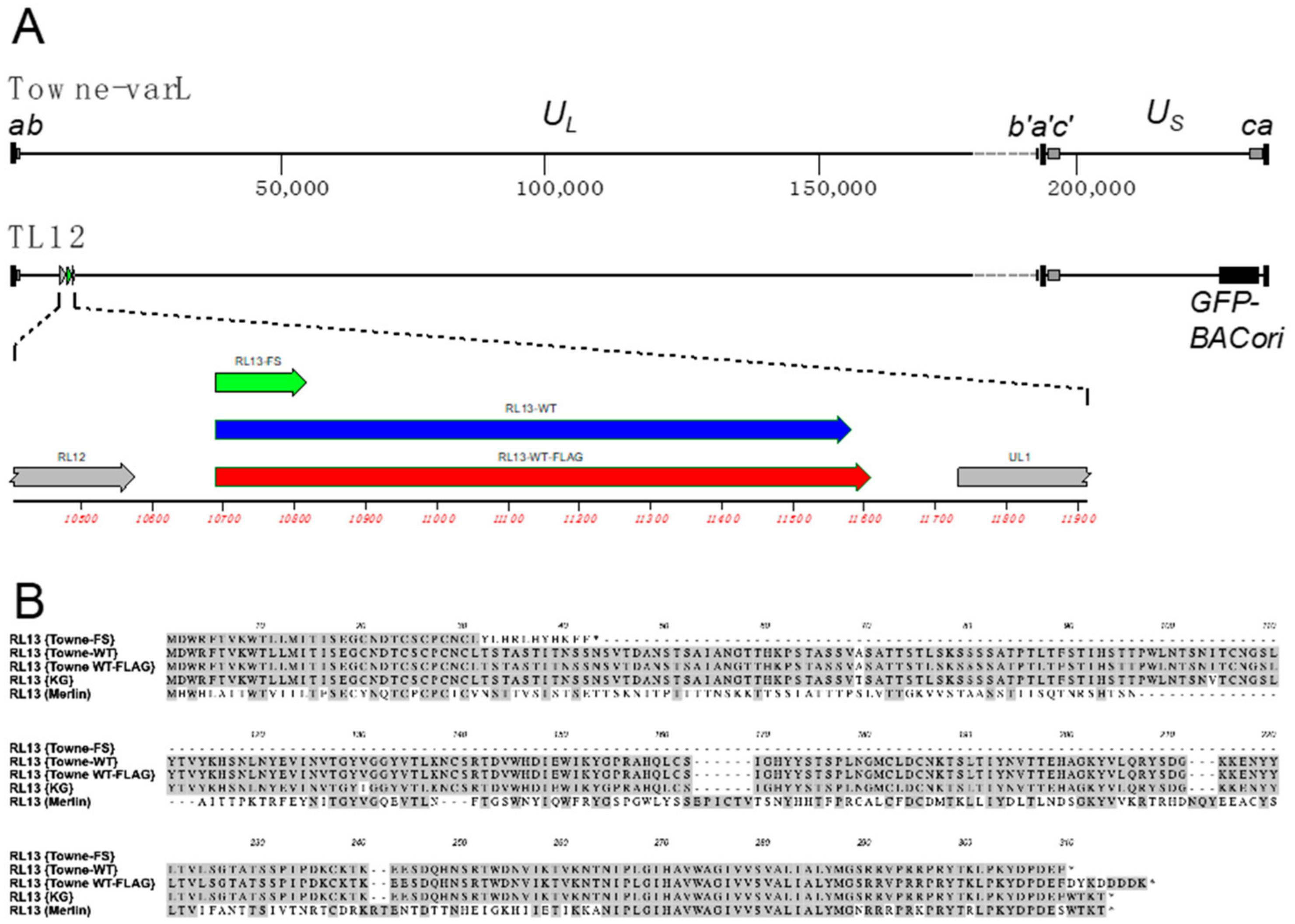 Viruses 15 01023 g001 Viruses 15 01023 g001