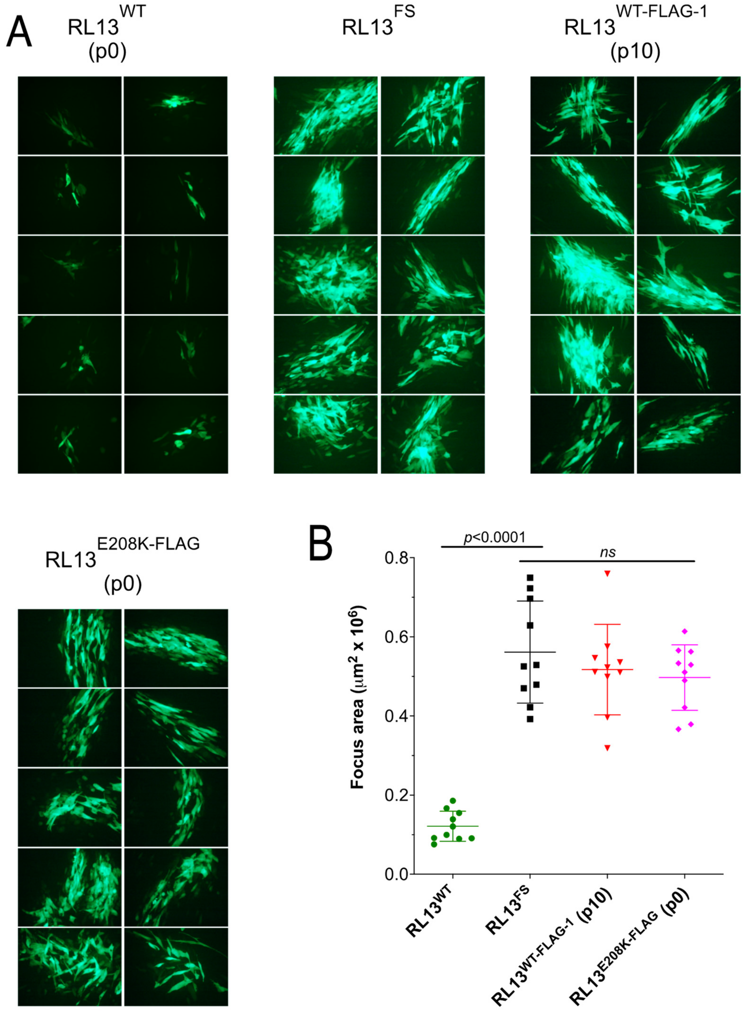 Viruses 15 01023 g005 Viruses 15 01023 g005