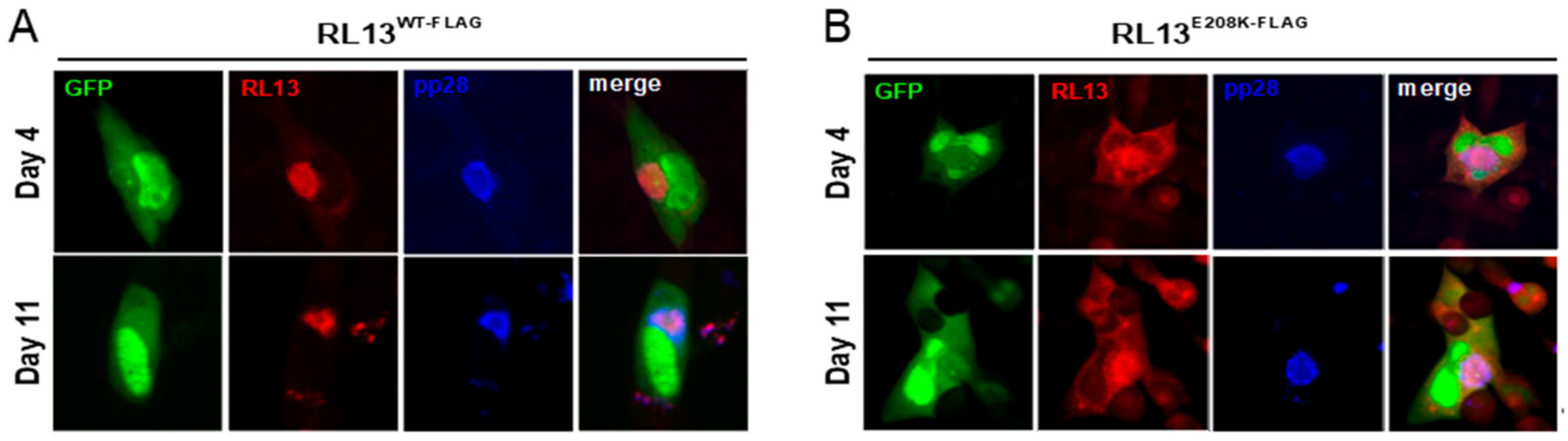 Viruses 15 01023 g007 Viruses 15 01023 g007