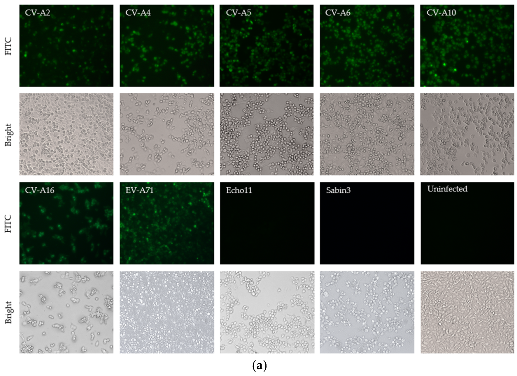 Viruses 15 01028 g002a Viruses 15 01028 g002a