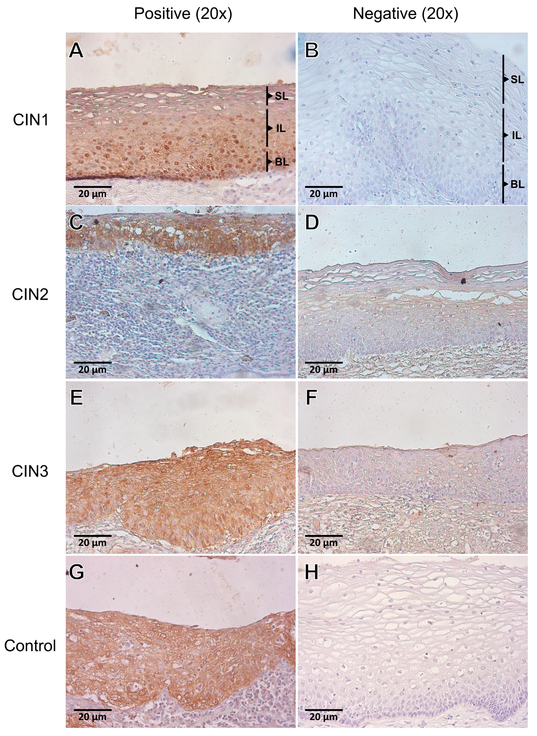 Viruses 15 01031 g001 Viruses 15 01031 g001