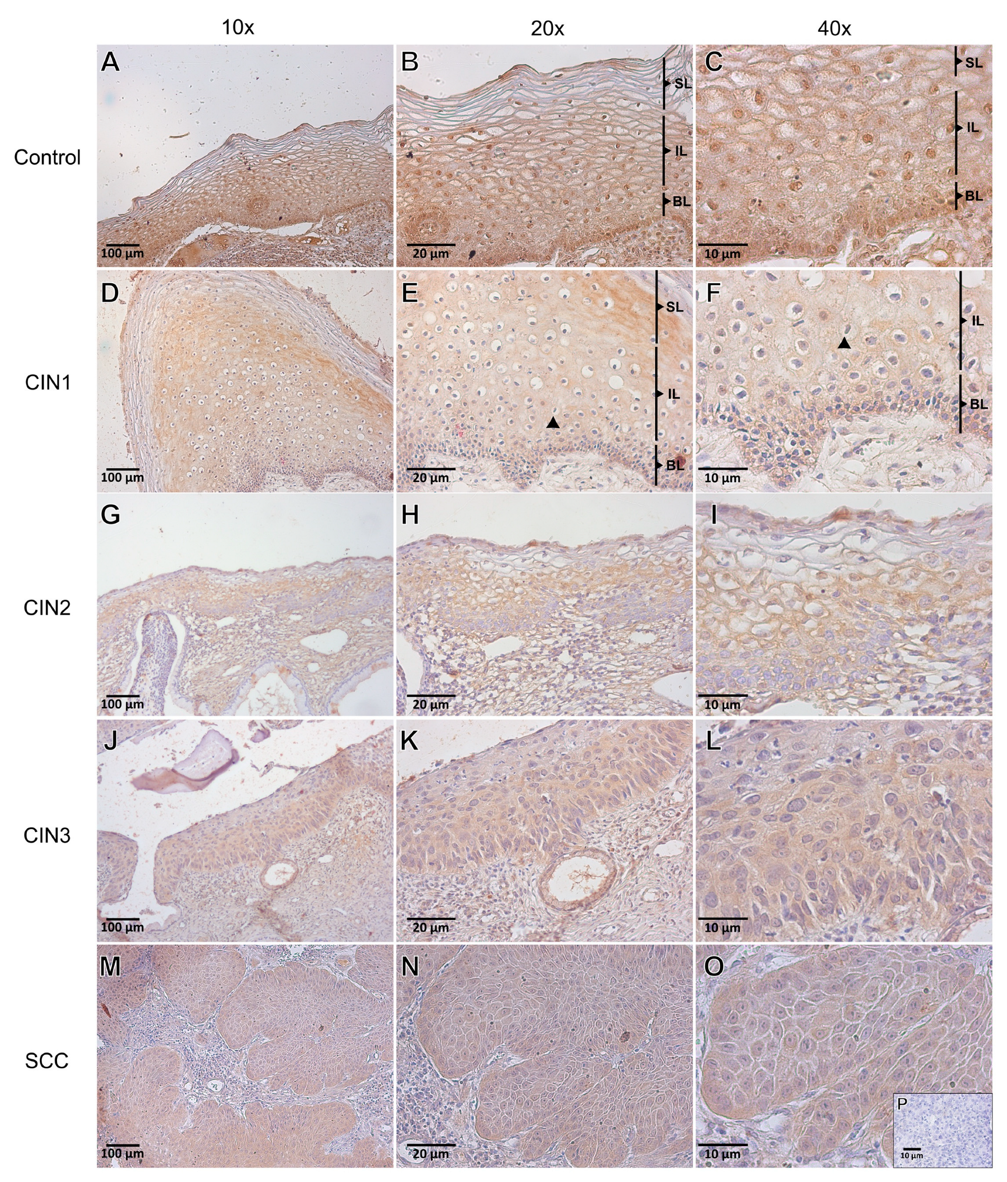 Viruses 15 01031 g002 Viruses 15 01031 g002