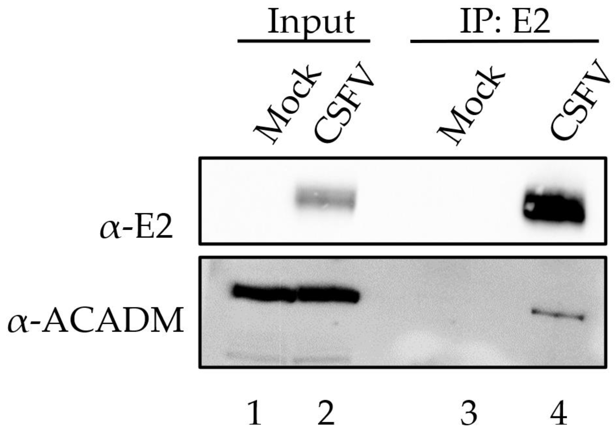 Viruses 15 01036 g002
