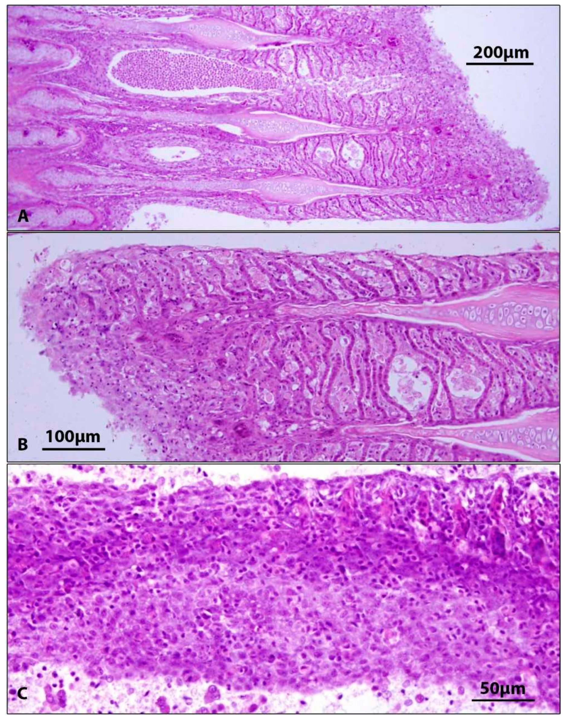 Viruses 15 01044 g002 Viruses 15 01044 g002