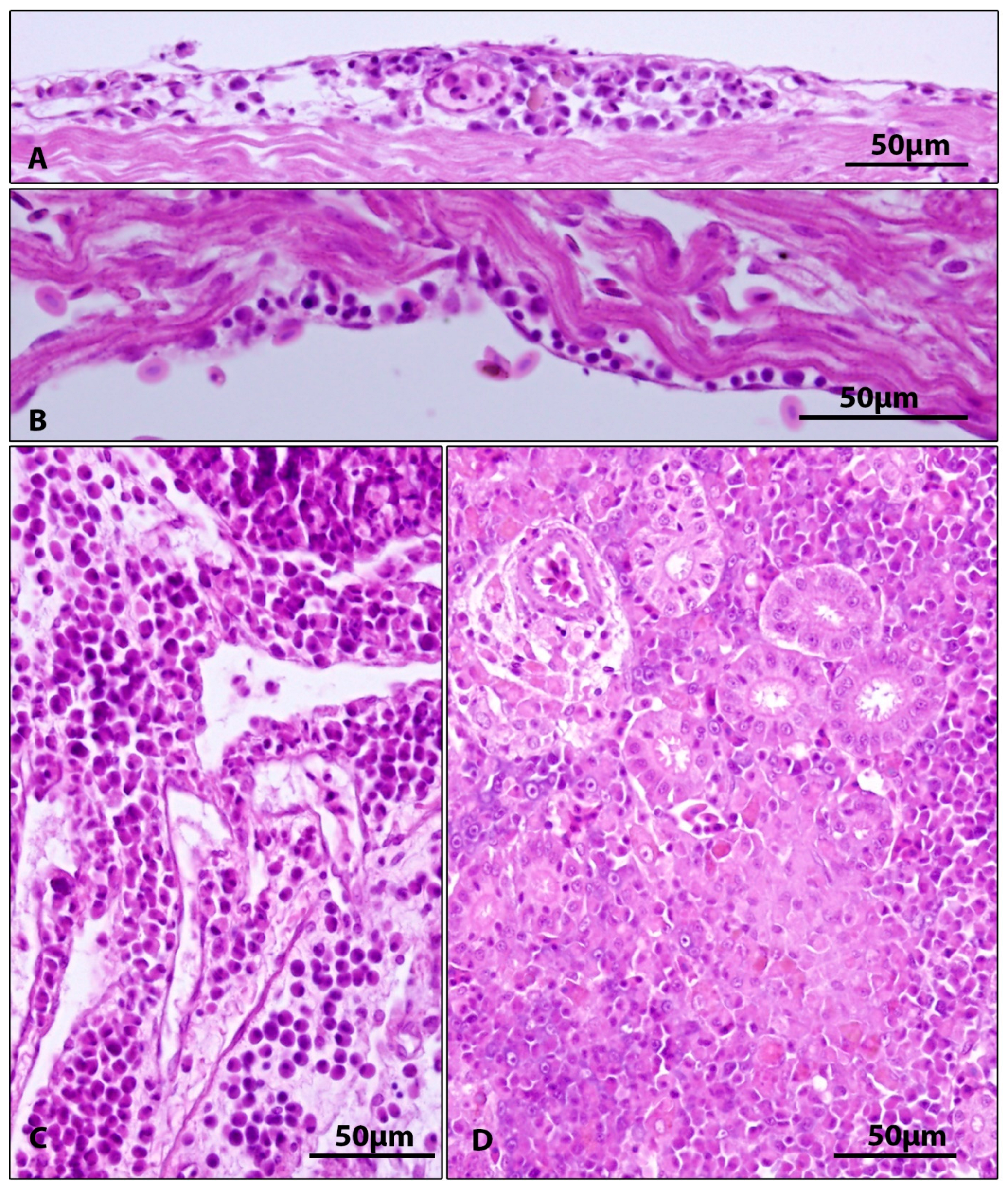 Viruses 15 01044 g003 Viruses 15 01044 g003