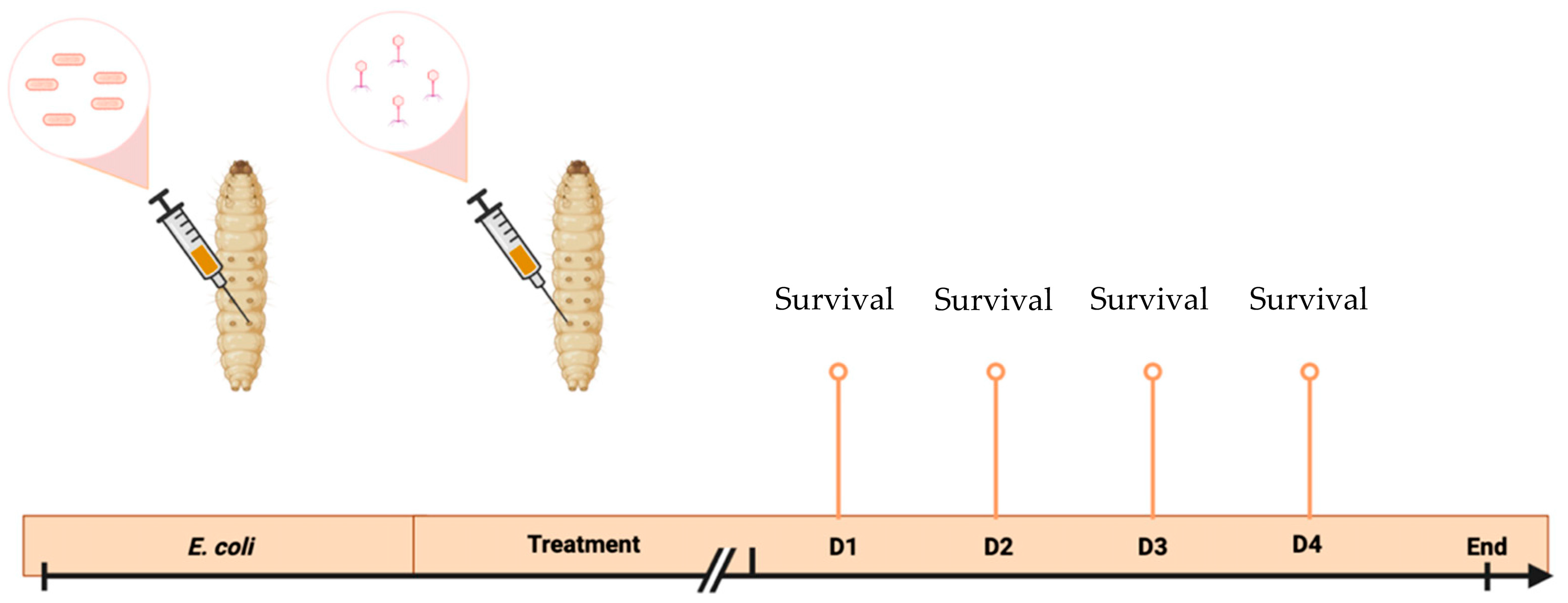 Viruses 15 01053 g001