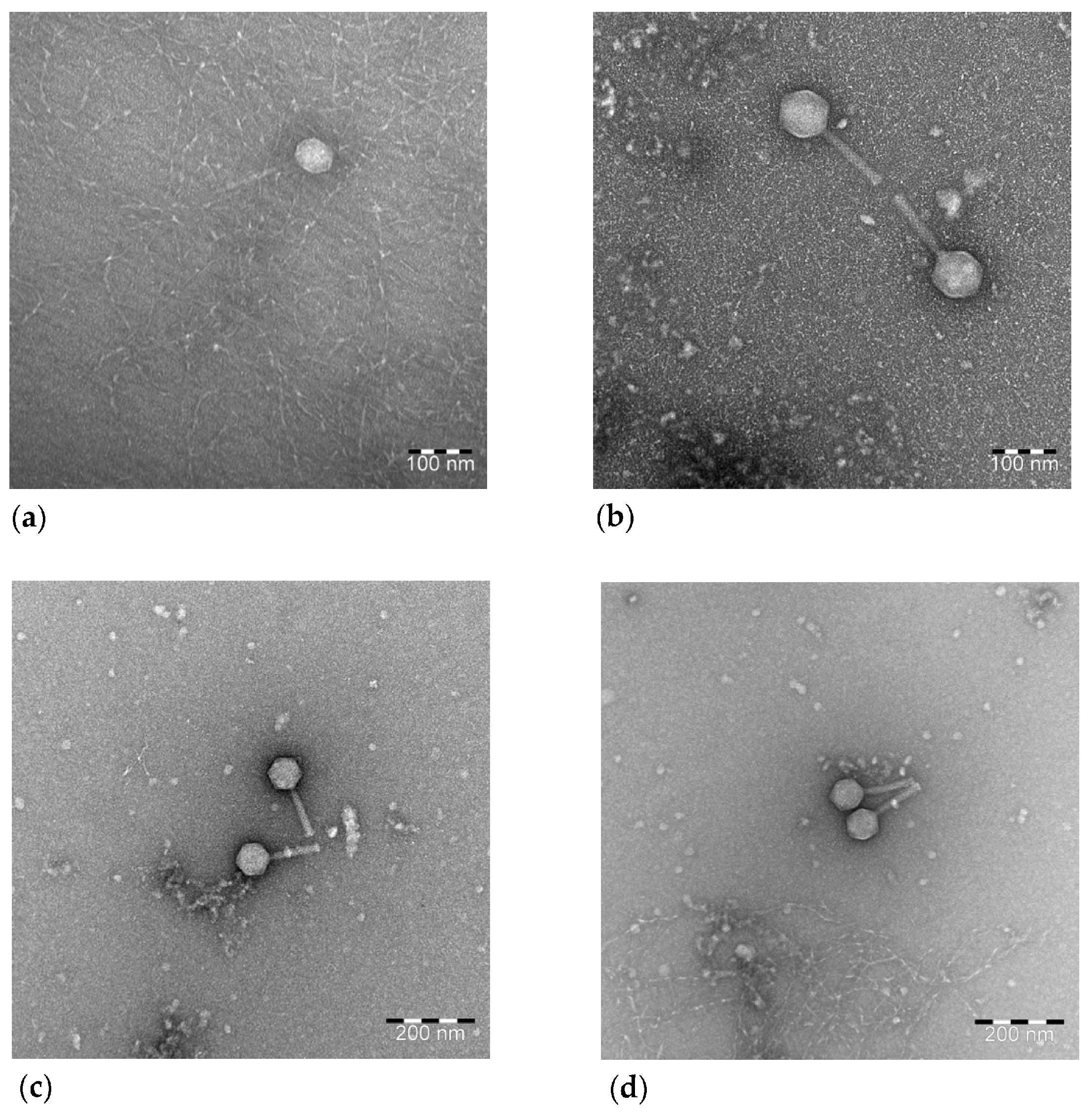 Viruses 15 01053 g005