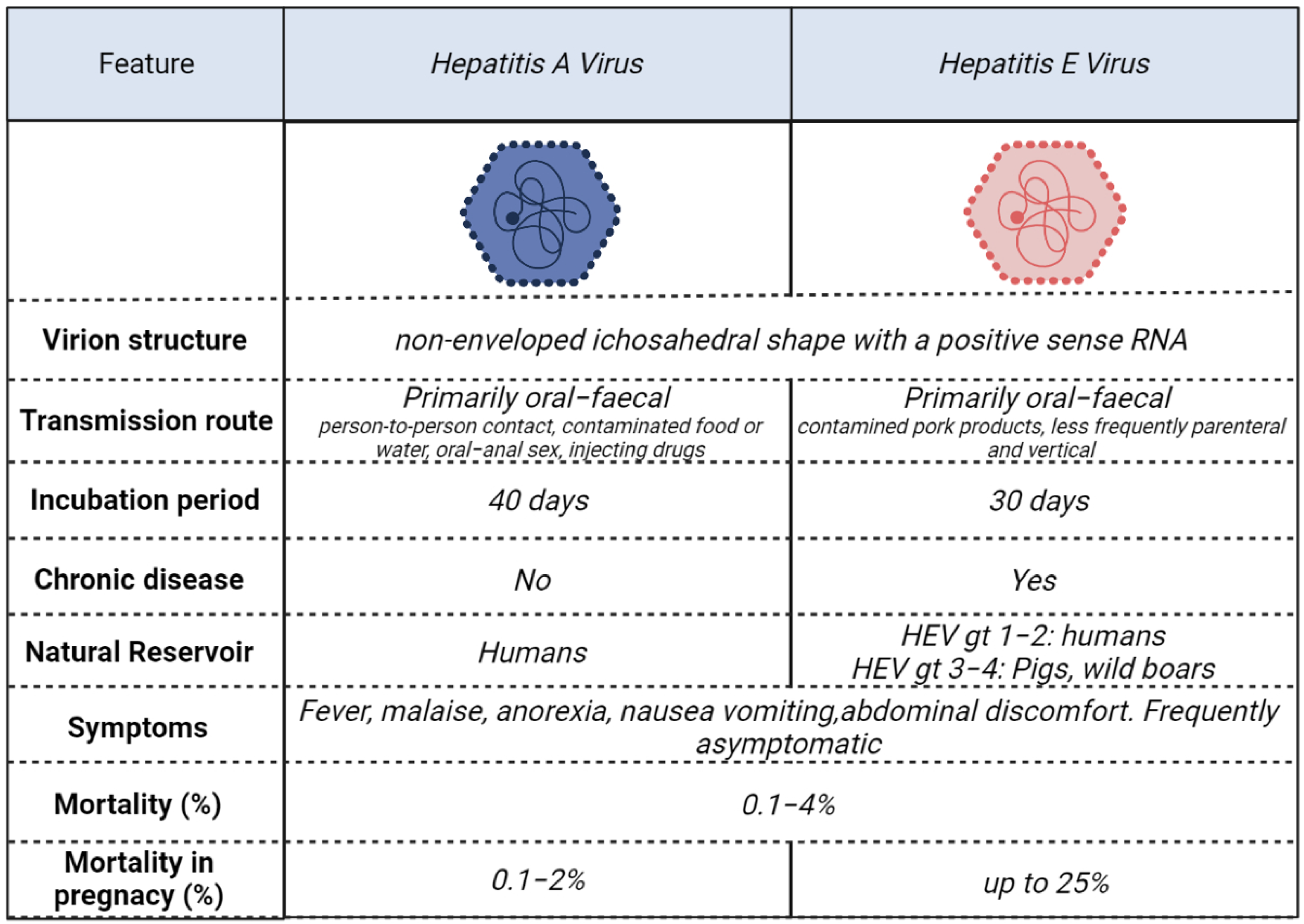 Viruses Free Full Text Treatment Options For Hepatitis A And E A viruses-free-full-text-treatment-options-for-hepatitis-a-and-e-a