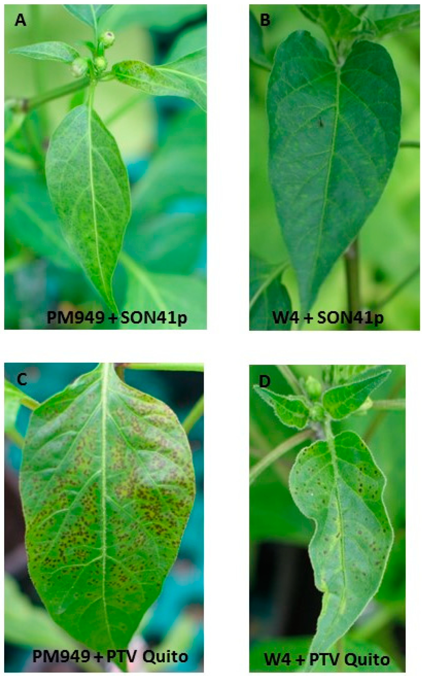 Viruses 15 01081 g001 Viruses 15 01081 g001