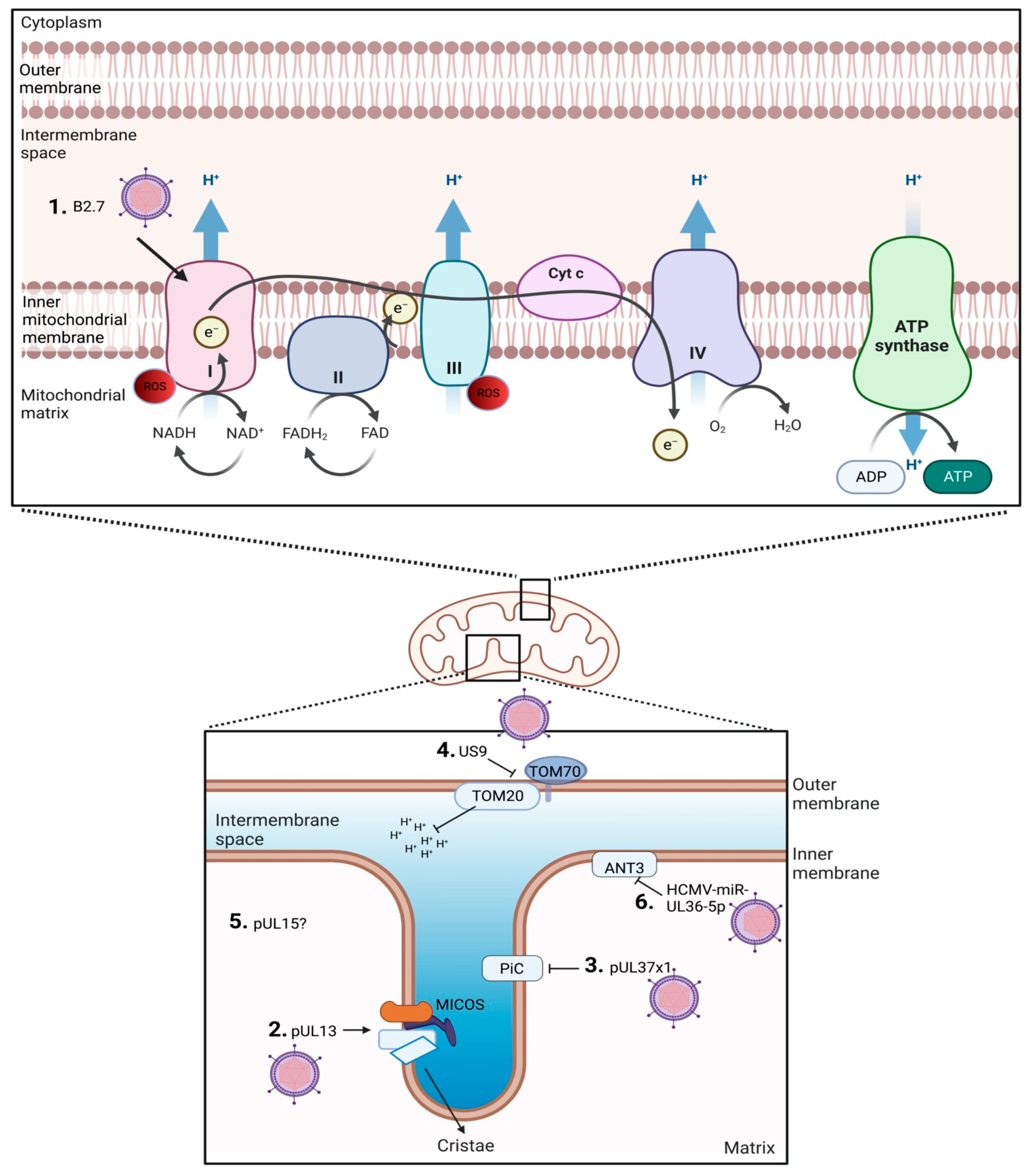 Targeting the Host Mitochondria as a Novel Human